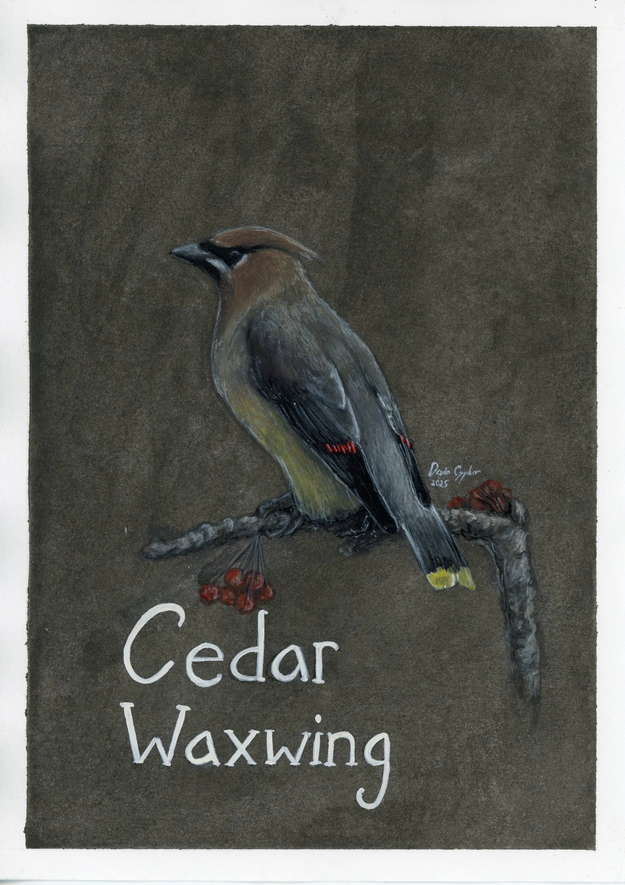 cedar waxwing.jpg