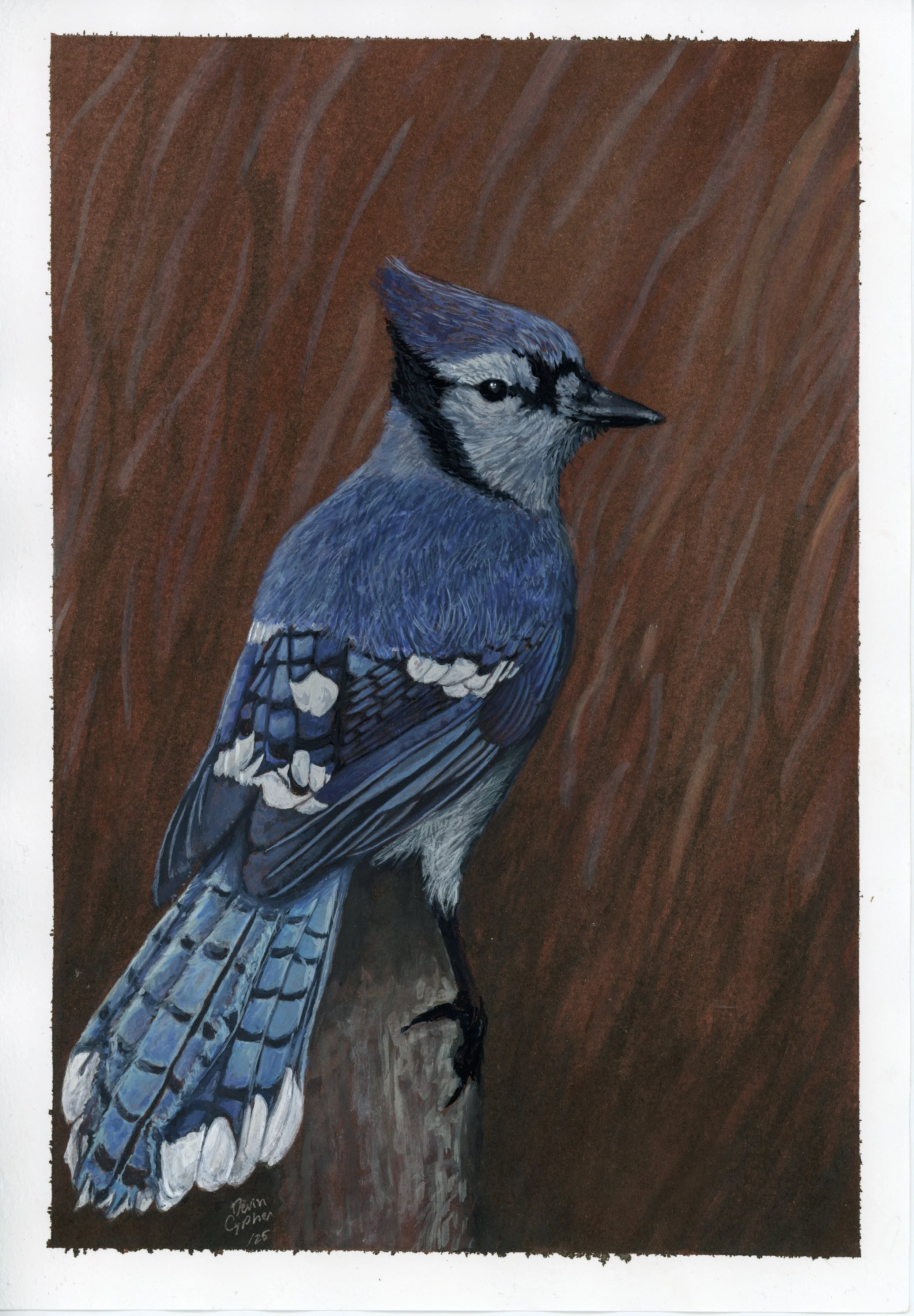 Blue Jay brown leaves.jpg