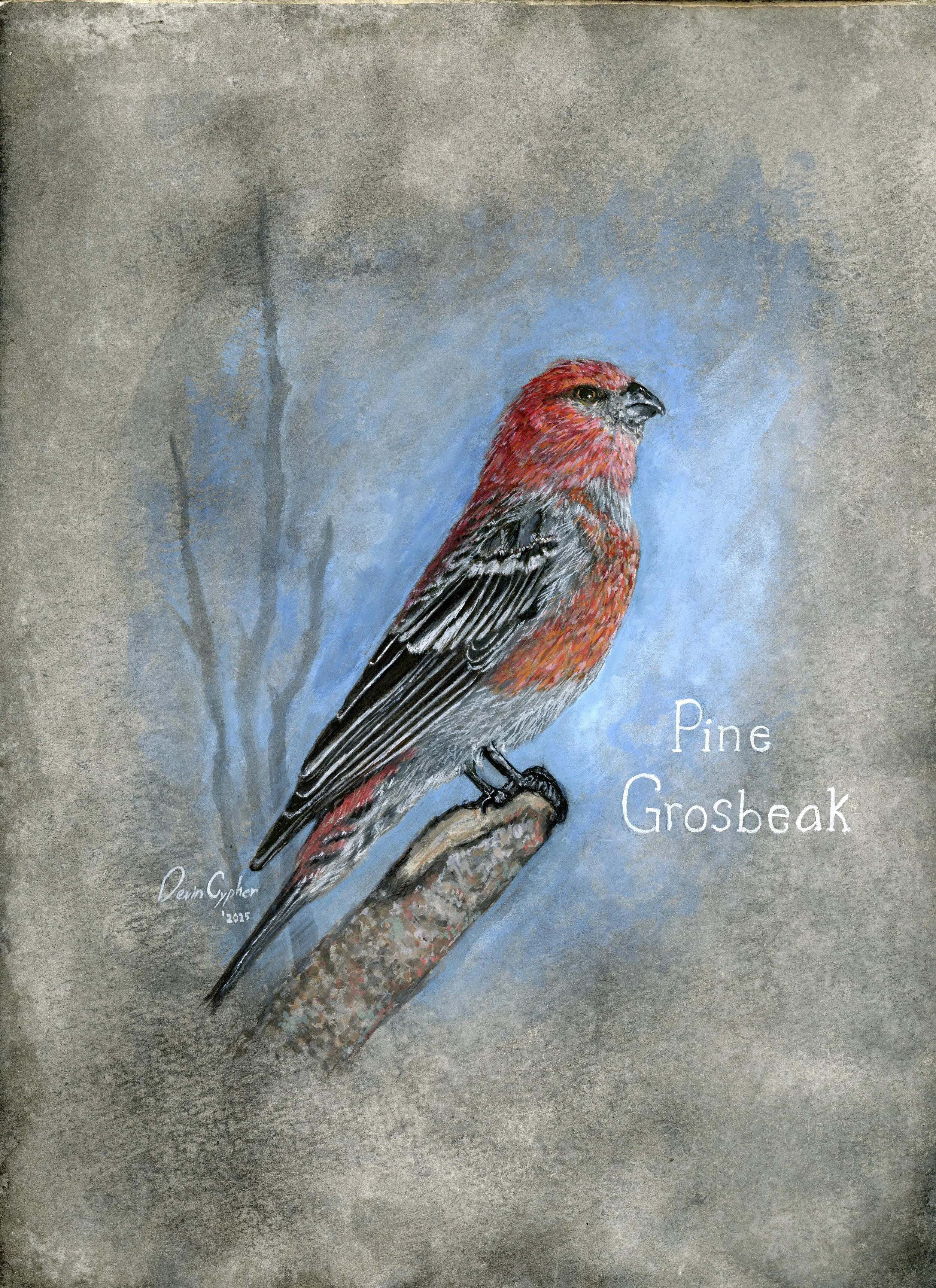 Pine grosbeak.jpg