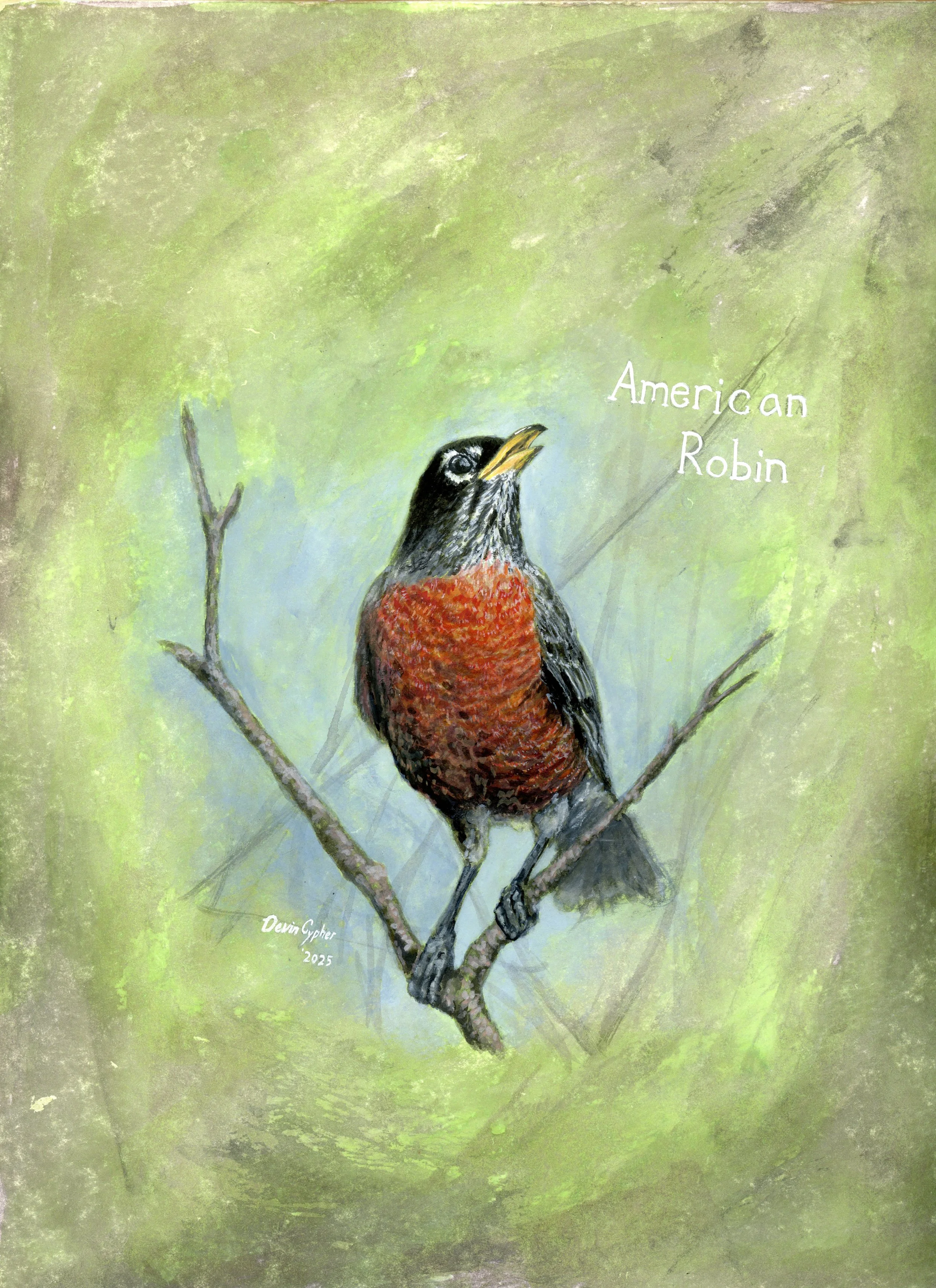 American Robin.jpg