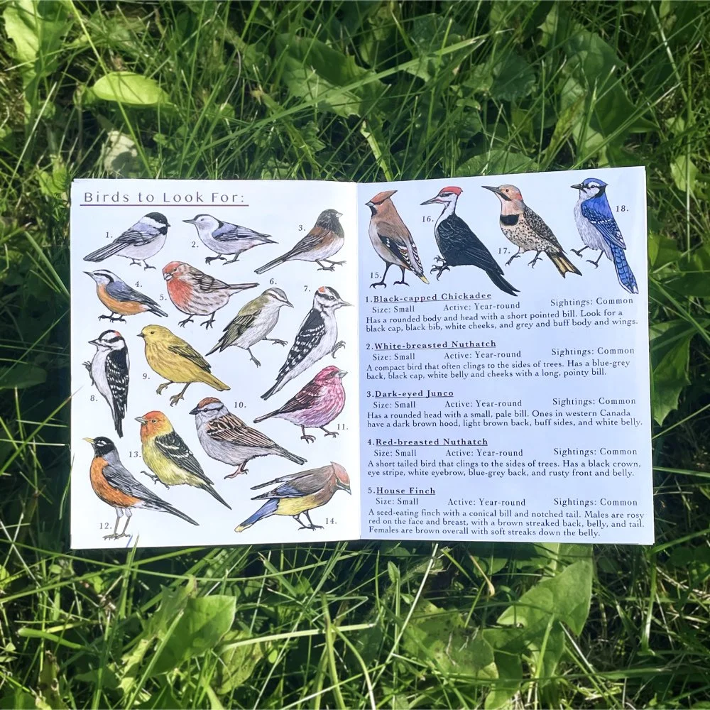 Birds.jpg