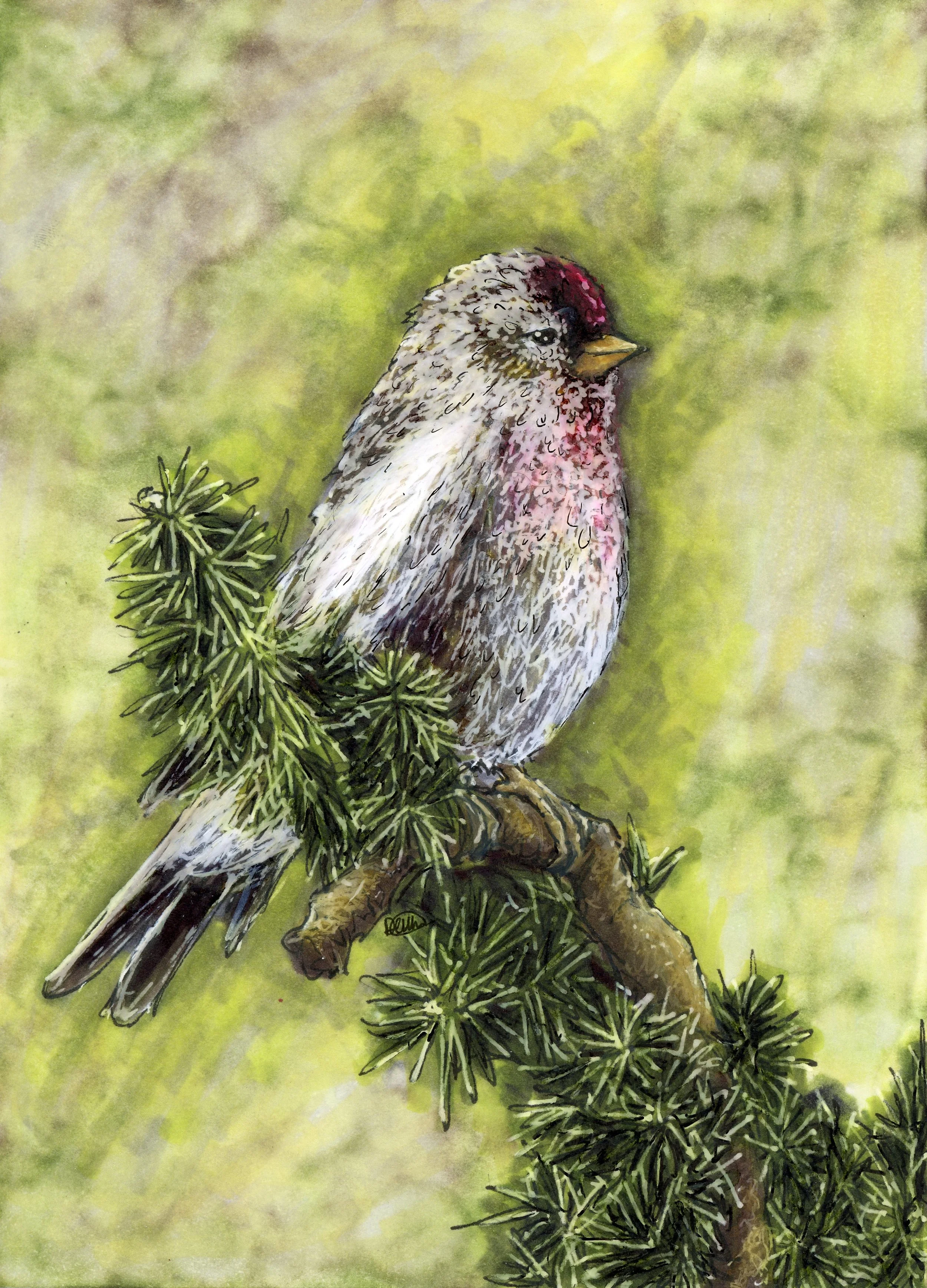 Redpoll Small.jpg