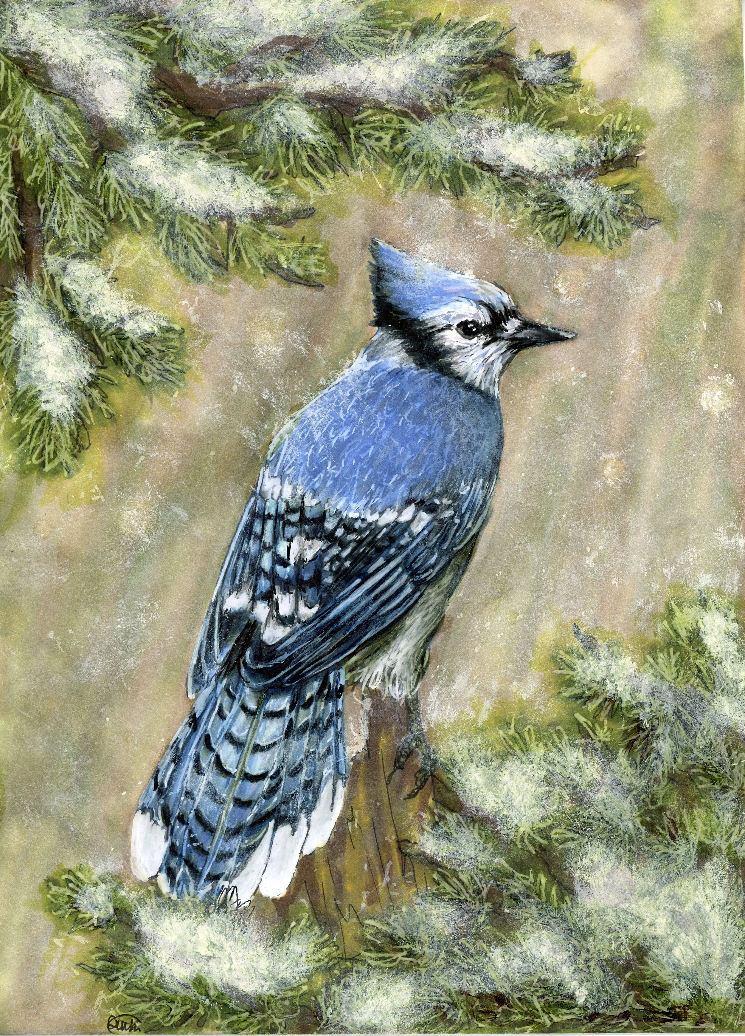 Bluejay Small.jpg