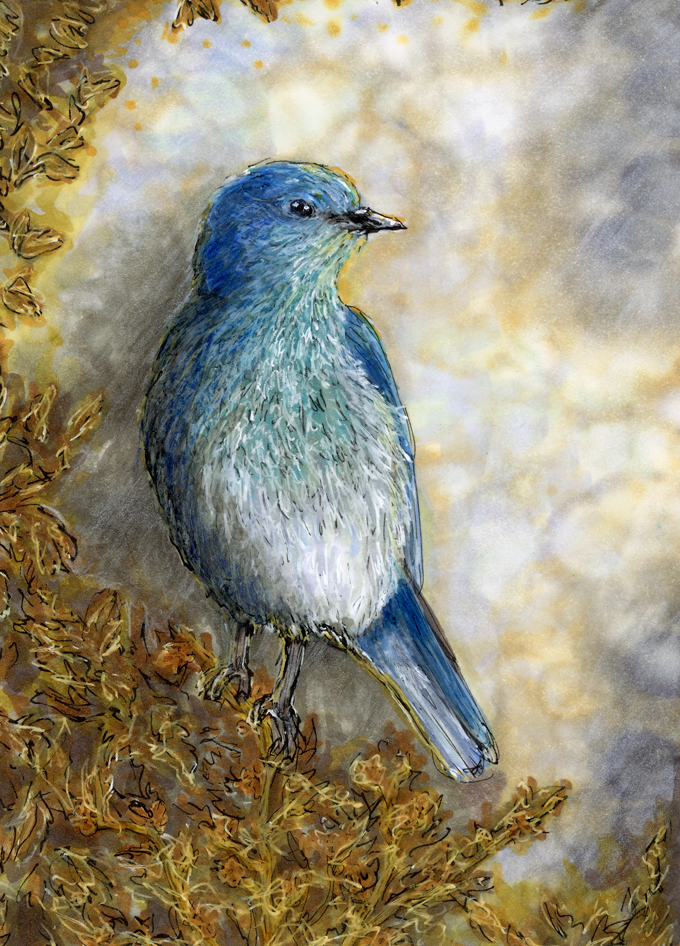 Mountain Bluebird Small.png