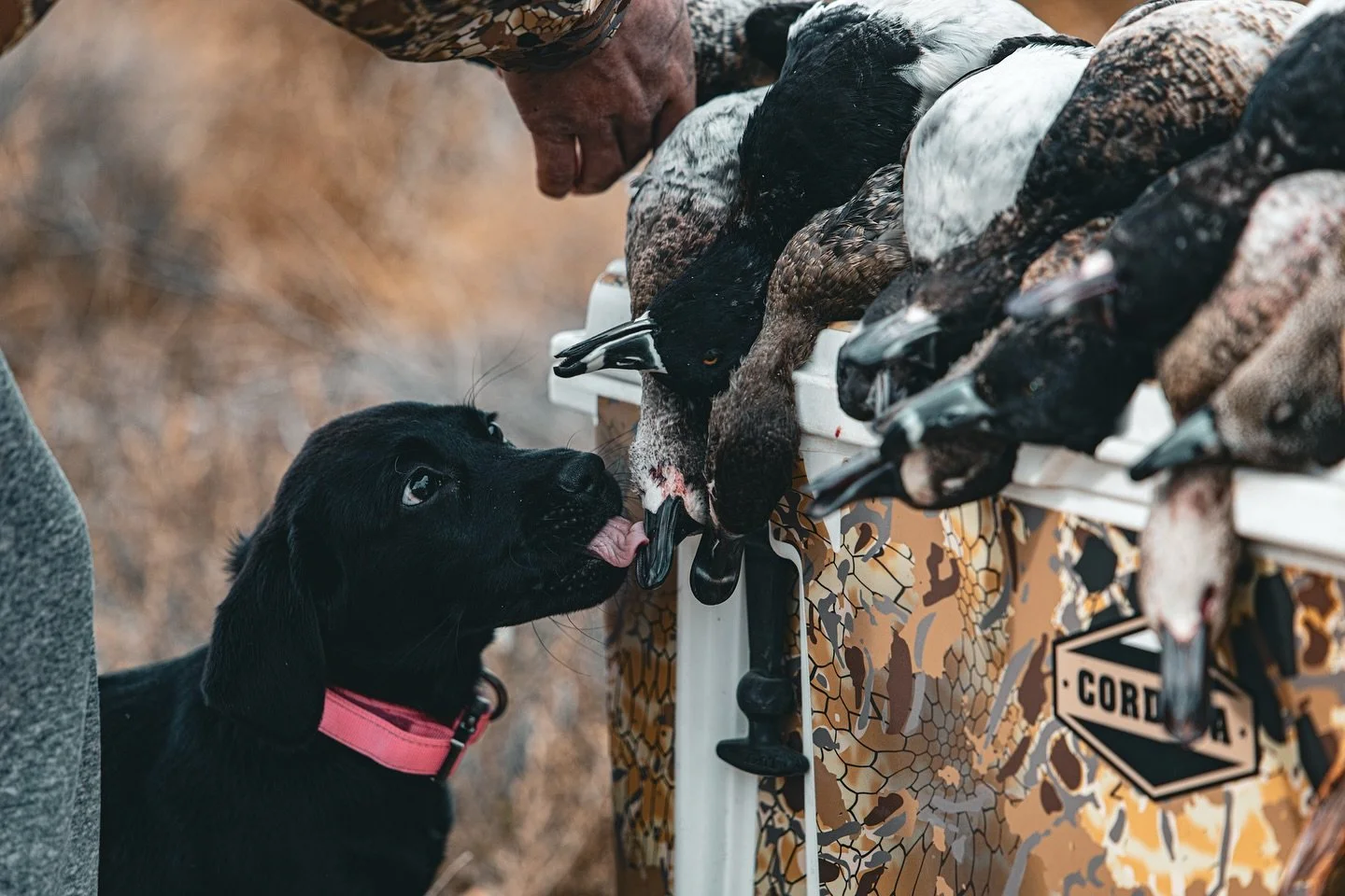 Everyone remembers their first kiss 😘 

📸 @mikejtracy 

#duckhunting #duckdog #blacklab #retriever #labrodor #puppy #puppylove #firstkiss