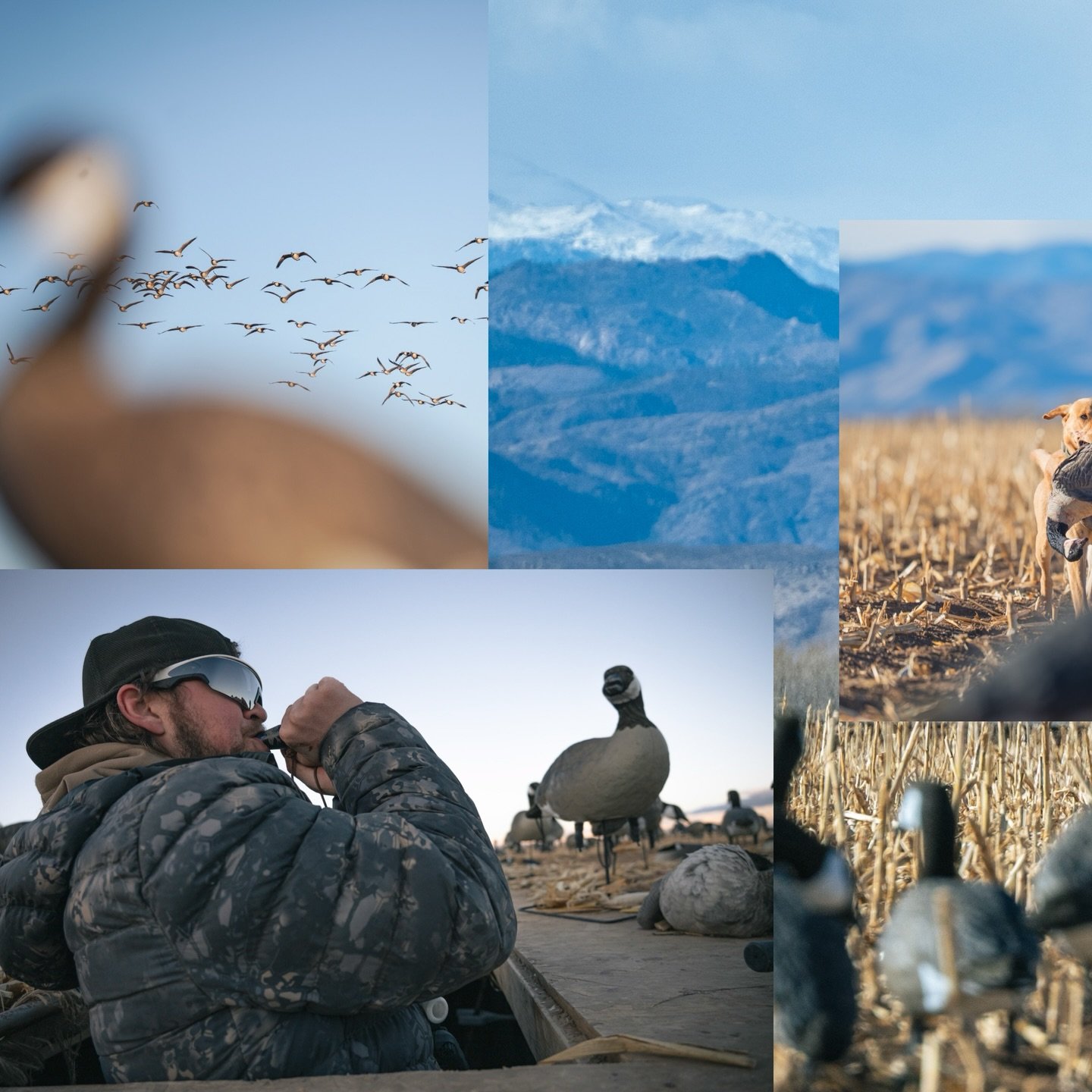 With 70&deg; temps and a full moon hunting has been a little tough but everyday out in the field with a good dog and good people is a great day!

📸 @johnbeierphoto 
⭐️ @regan_21_21 &amp; Mikko

#guidelife #goosehunting #waterfowlhunting #duckhunting