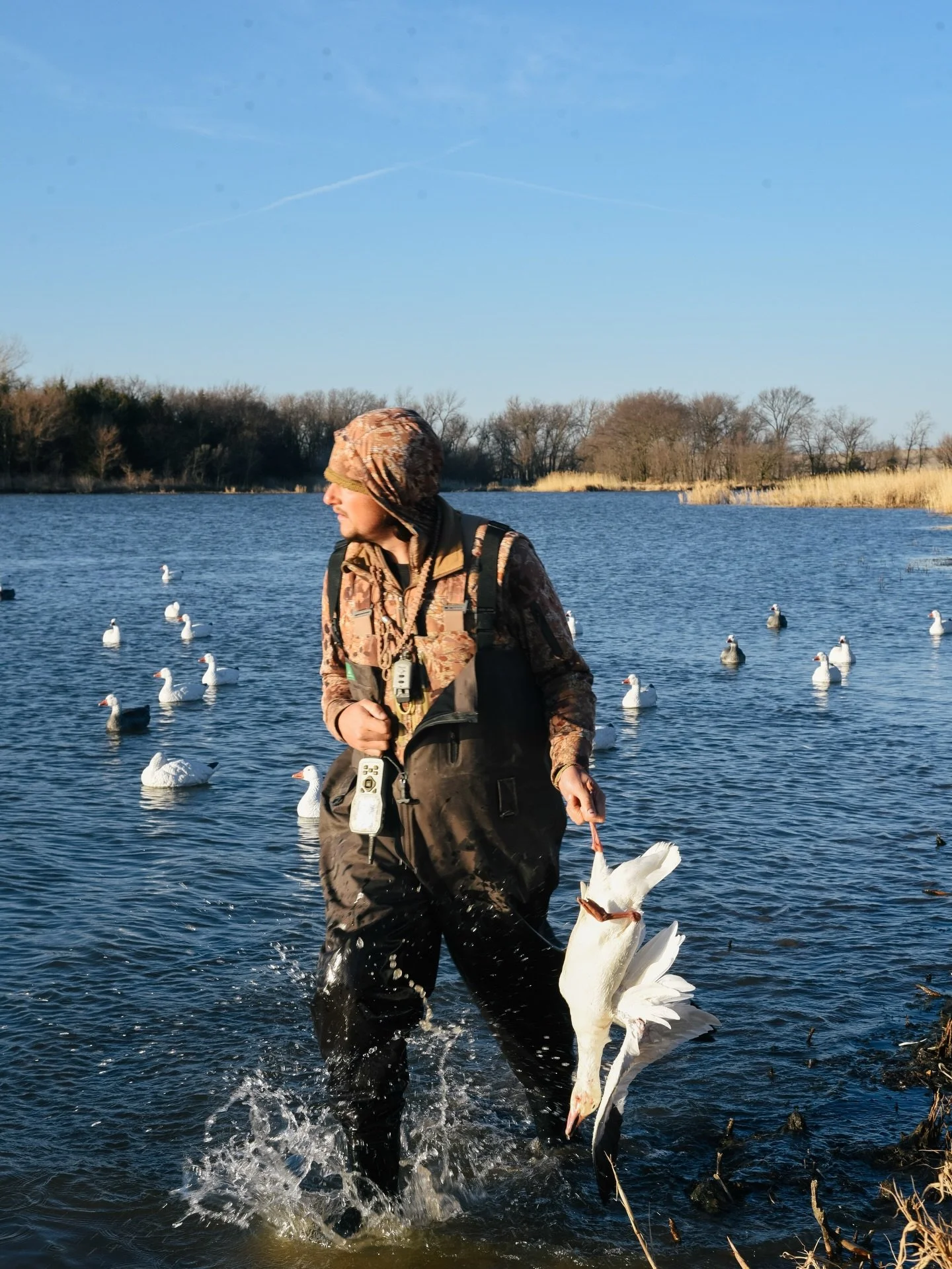 After 4 years running 8-12 hrs a day one of our @foxpro_inc Super Snow Crow Pros went out. One email later we had a tracking number for the replacement on the way! It arrived at snow goose camp 2 days later.

Thanks guys!

📸 @haileycade @withinrange
