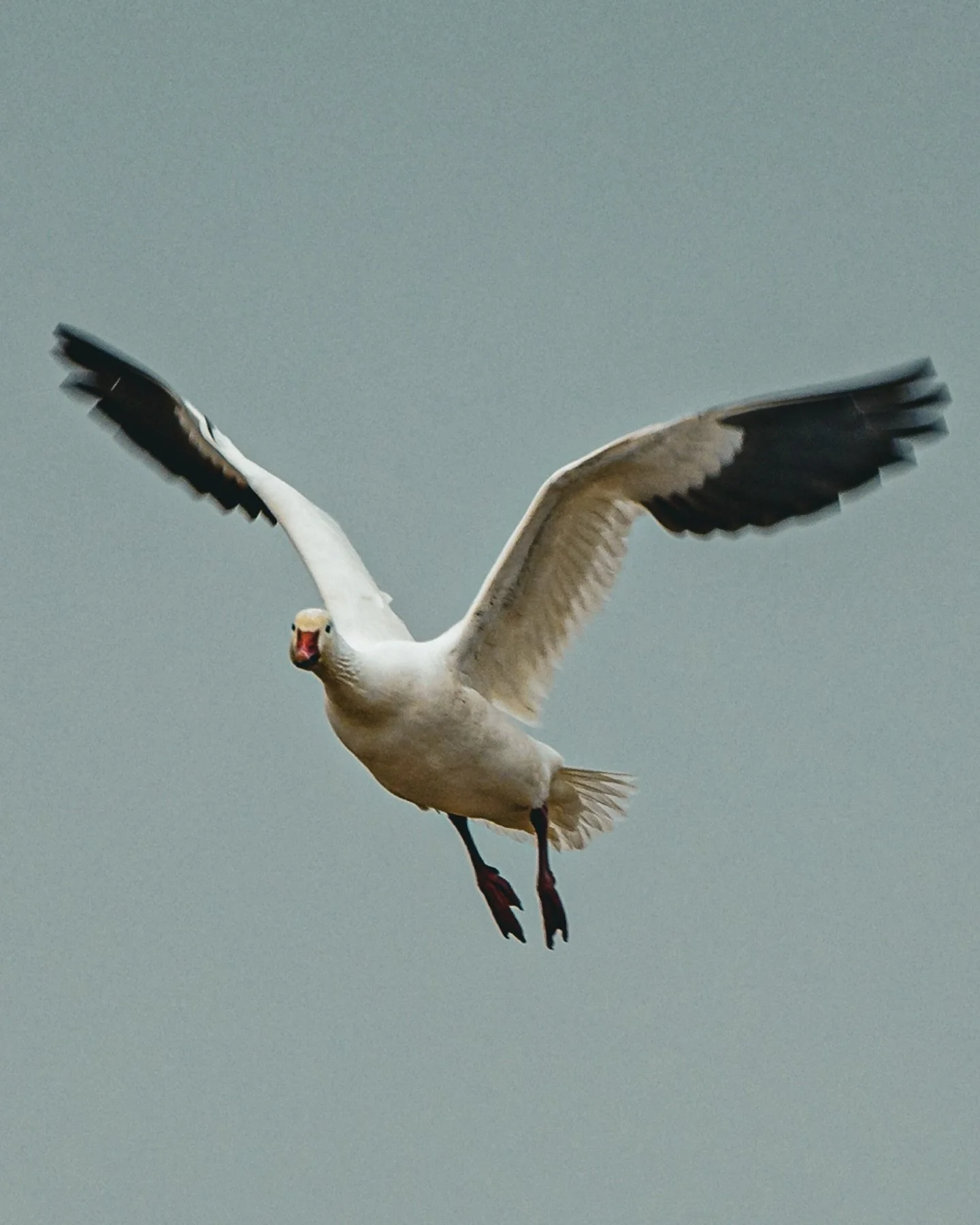 🤩When the geese decoy perfectly @gsp.the_luna_tic 😍

📸 @mikejtracy 

#birddog #germanshorthairedpointer #gsp #snowgoosehunting #waterfowlhunting