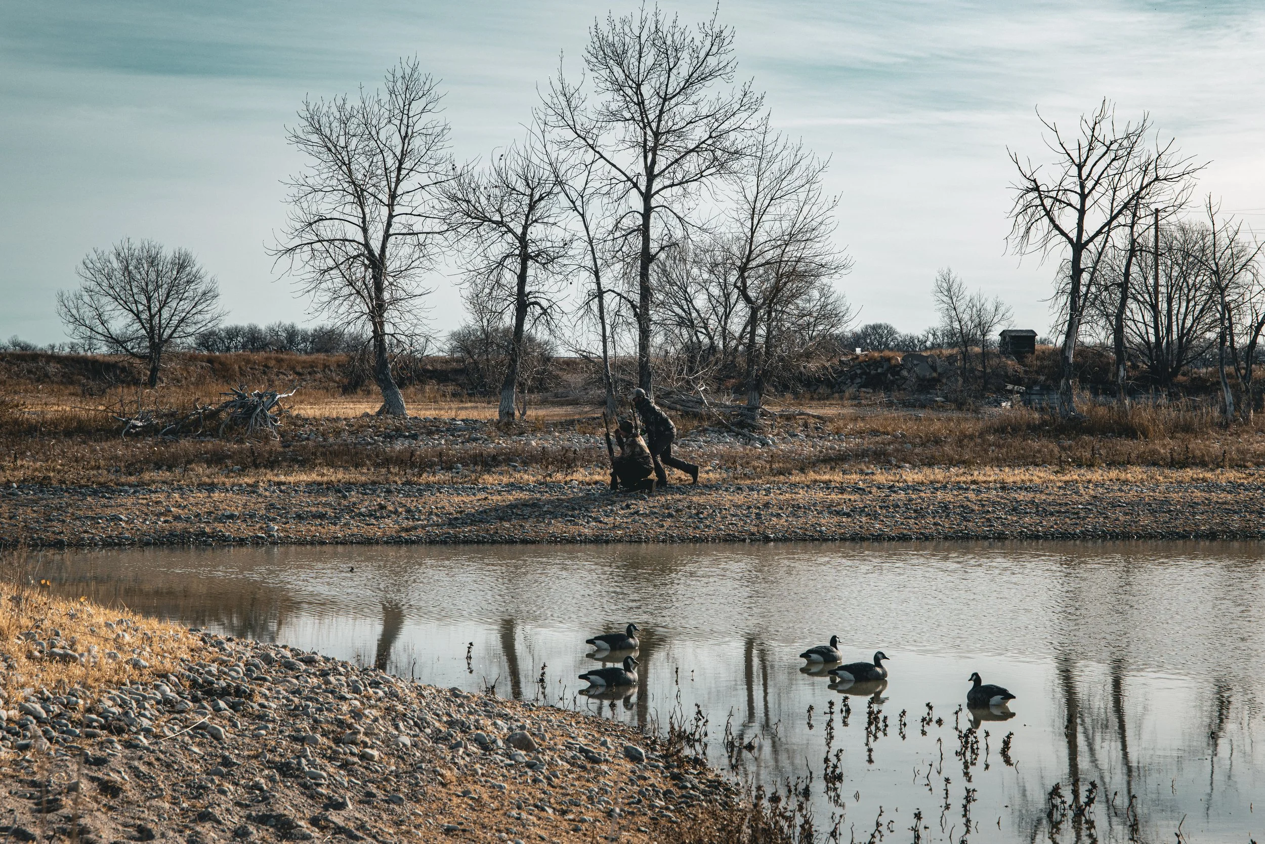 A view from our Wyoming guided duck hunt blind. A tranquil scene by a river with five ducks swimming in the water, and two people sitting on the shore near leafless trees during late autumn or winter.