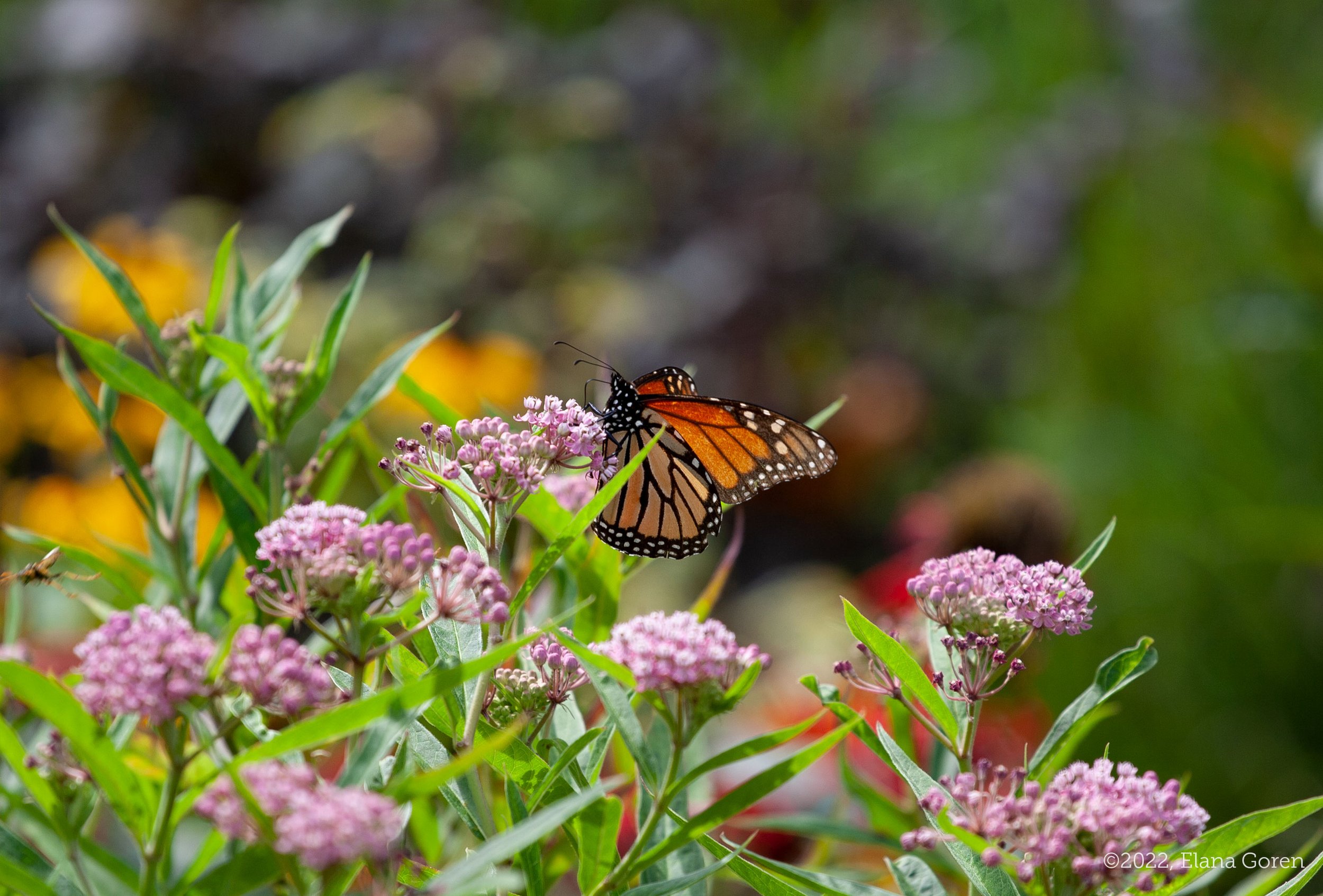 Monarch on Swamp Milkweed flower.