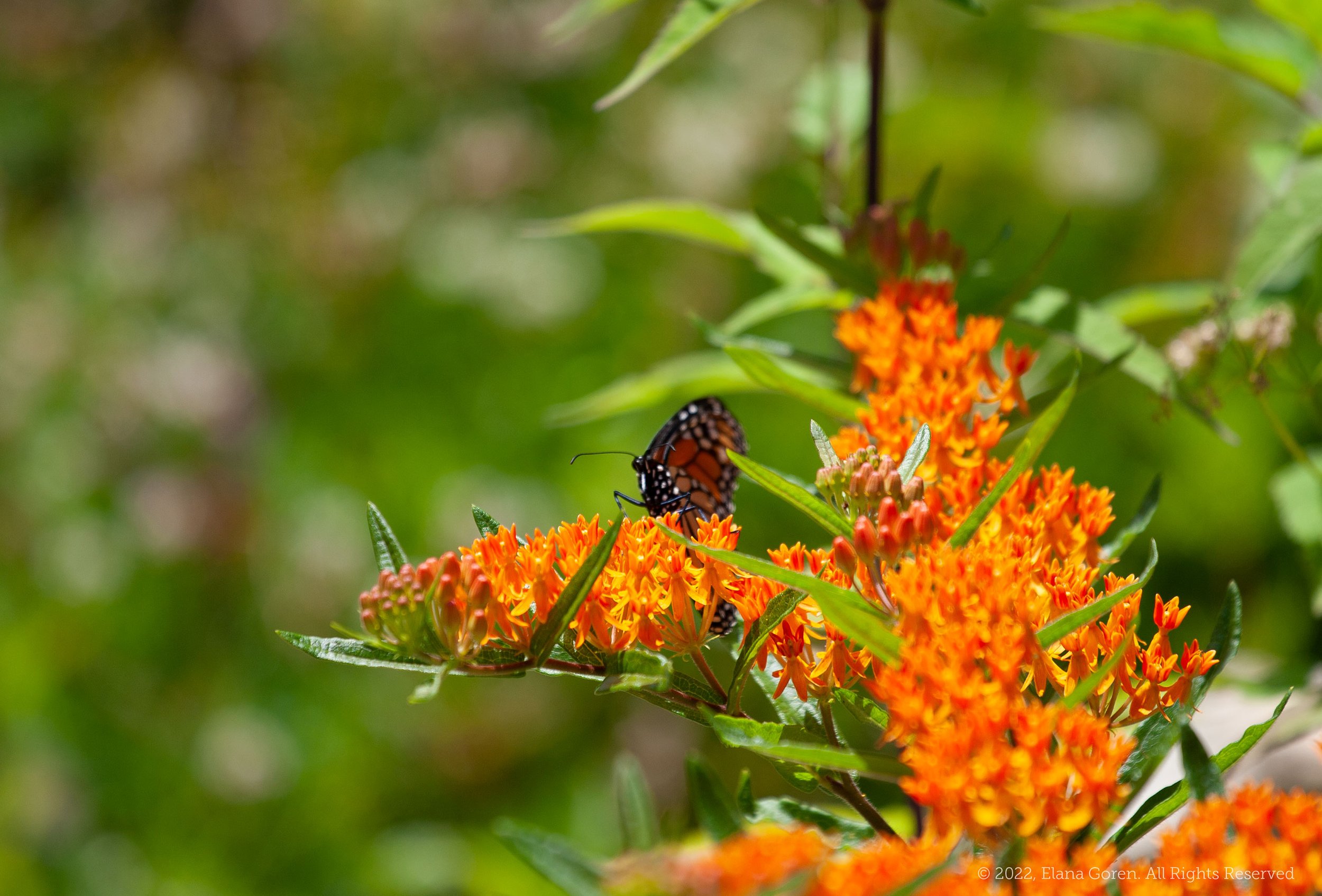Monarch visits Butterfly Milkweed for nectar