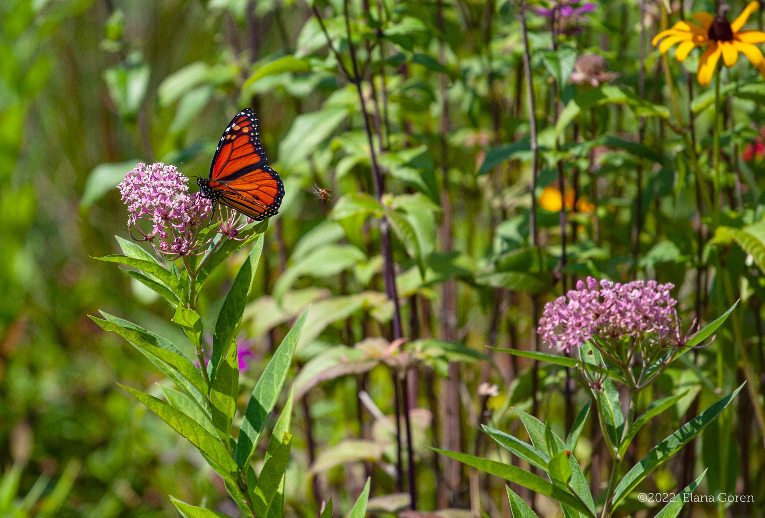 Monarch butterfly on Swamp Milkweed
