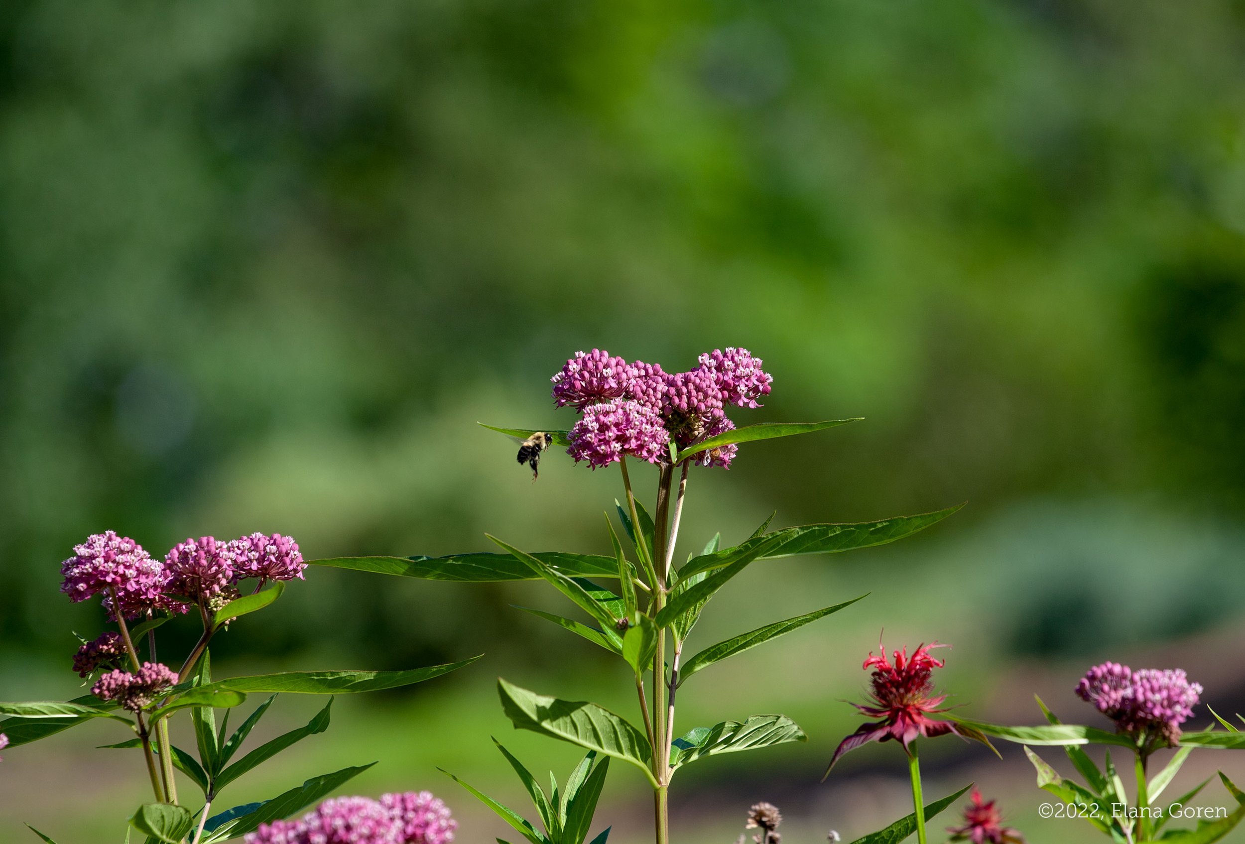 Bumble Bee Flying to Milkweed Flower