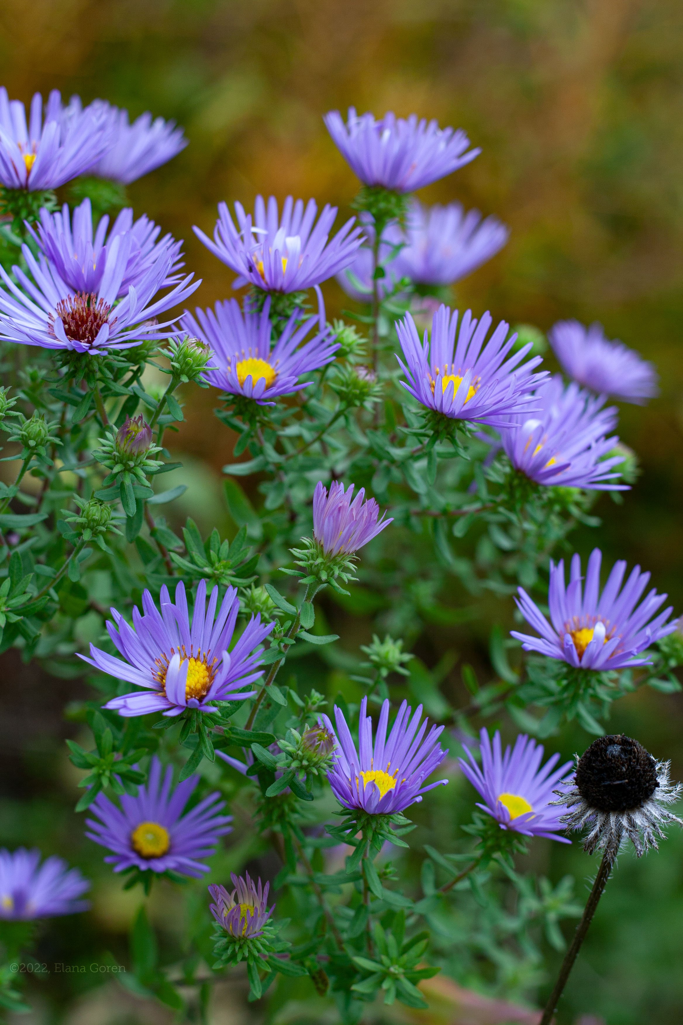 Closeup of early flowers of Aromatic Aster 'Raydon's Favorite'