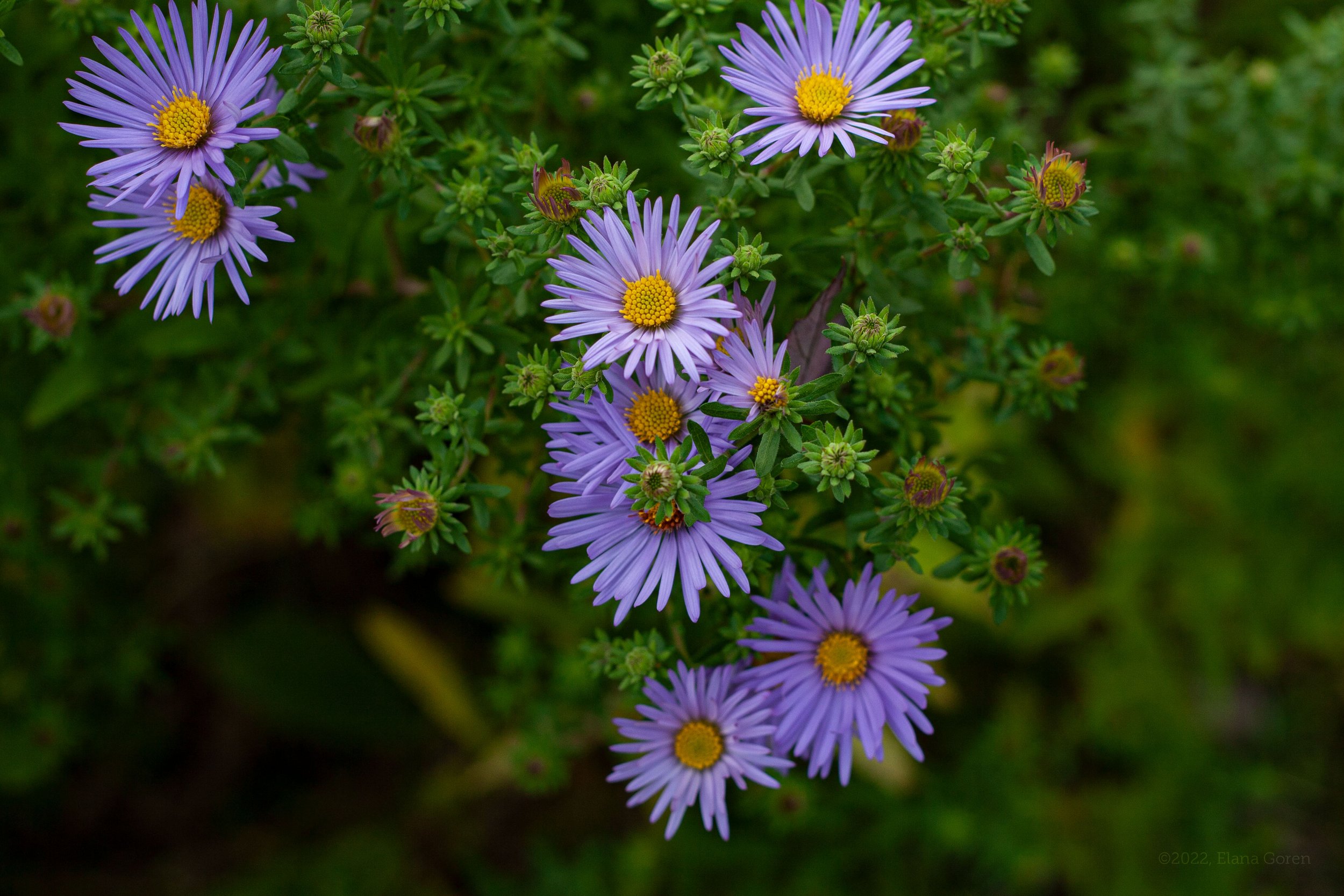 Closeup of Aromatic Aster blooms