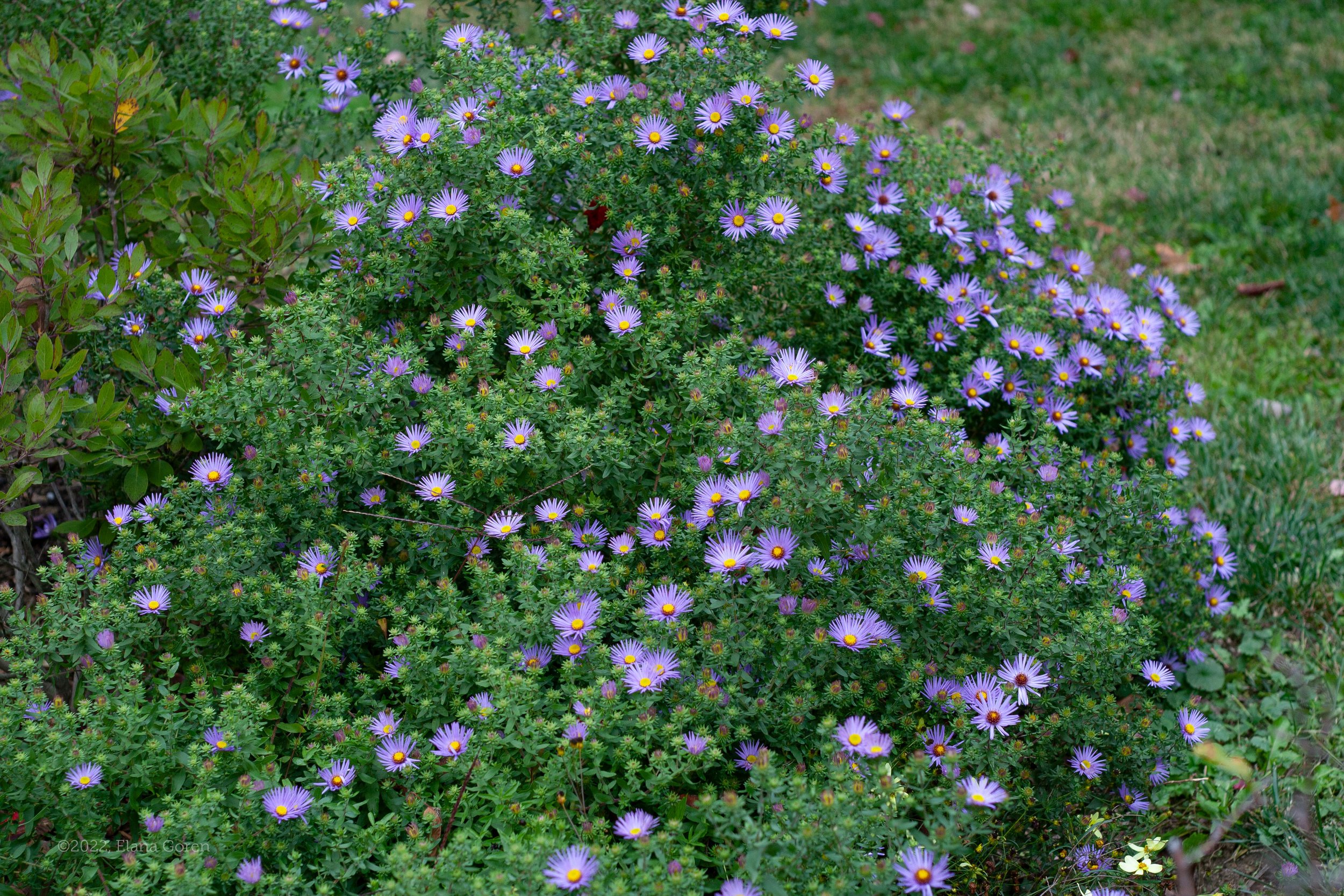 Mass blooms starting to open on Aromatic Aster 'Raydon's Favorite'
