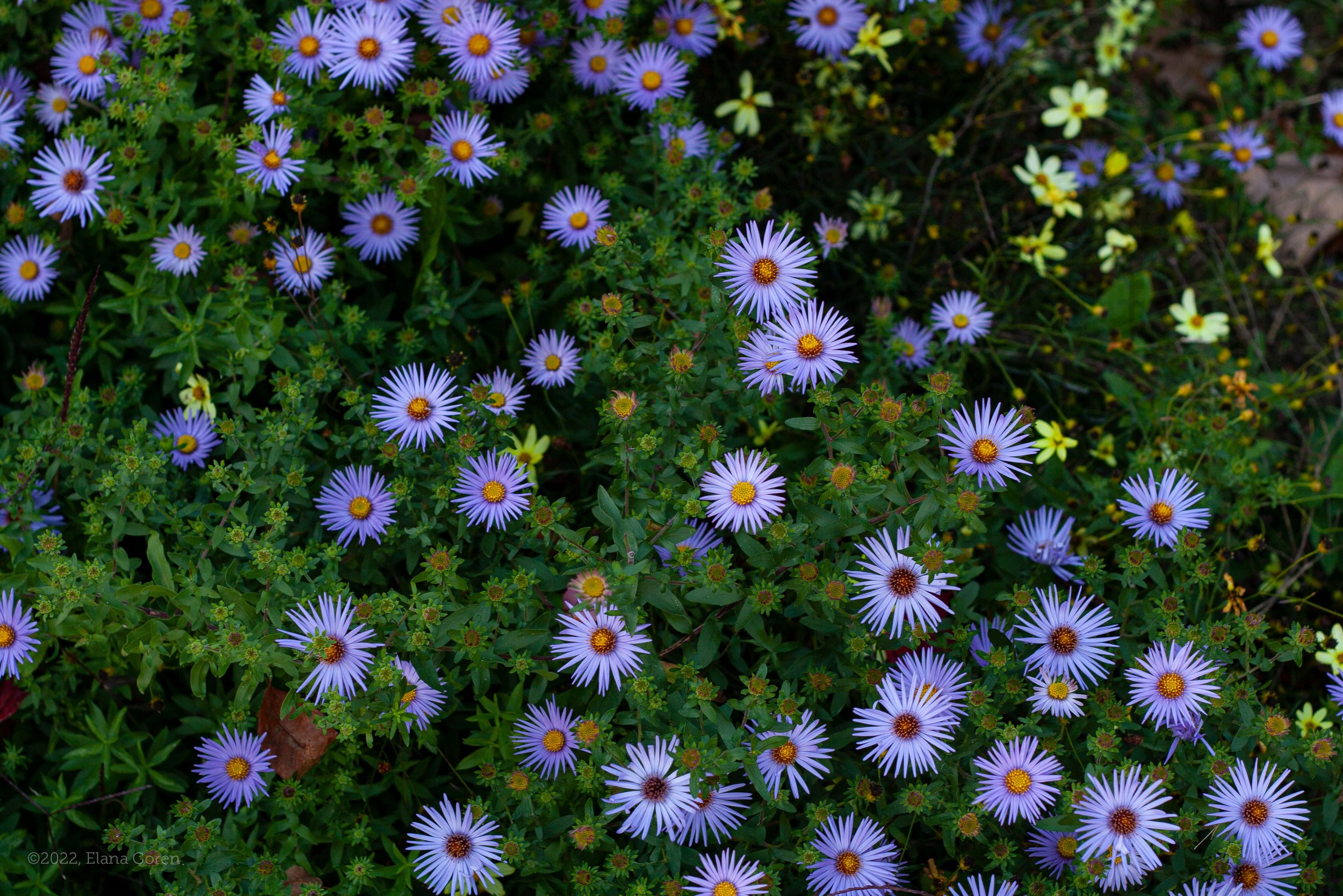 Aromatic Aster with Tickseed in Background