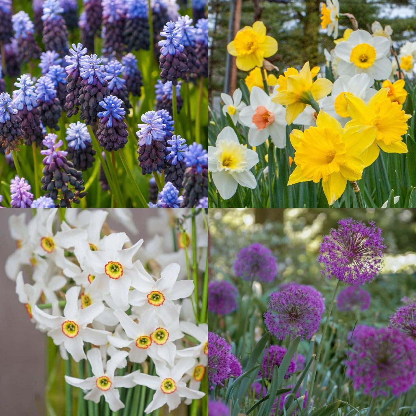 Our Bulb fund raiser has begun! Offering bulbs to plant this Fall for Spring flowers. Deer and rodent resistant. Visit https://www.gardenclubofyorktown.org/ for details.