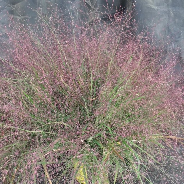 Eragrostis spectabilis PURPLE LOVE GRASS