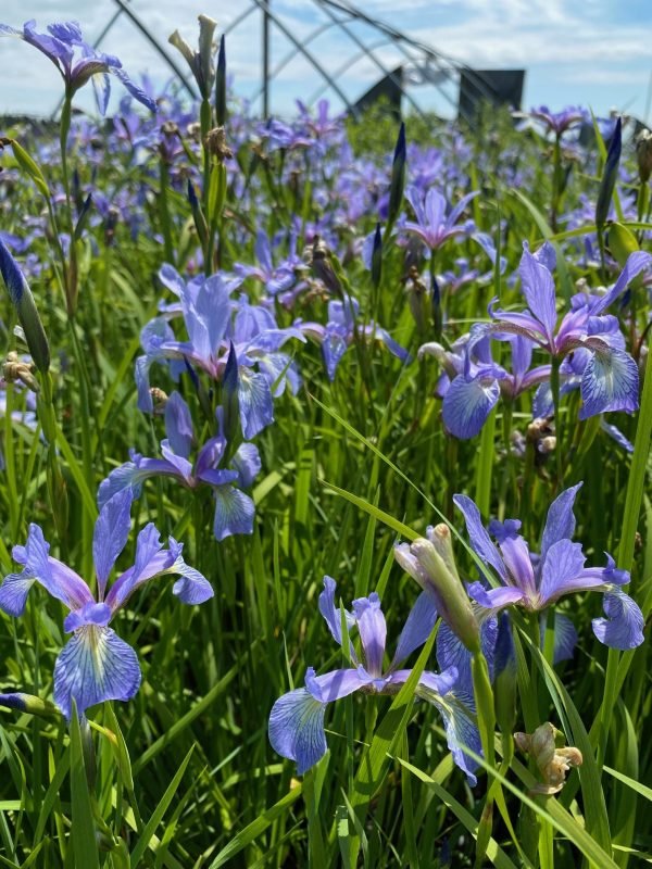 Iris versicolor 'Blue Flag'