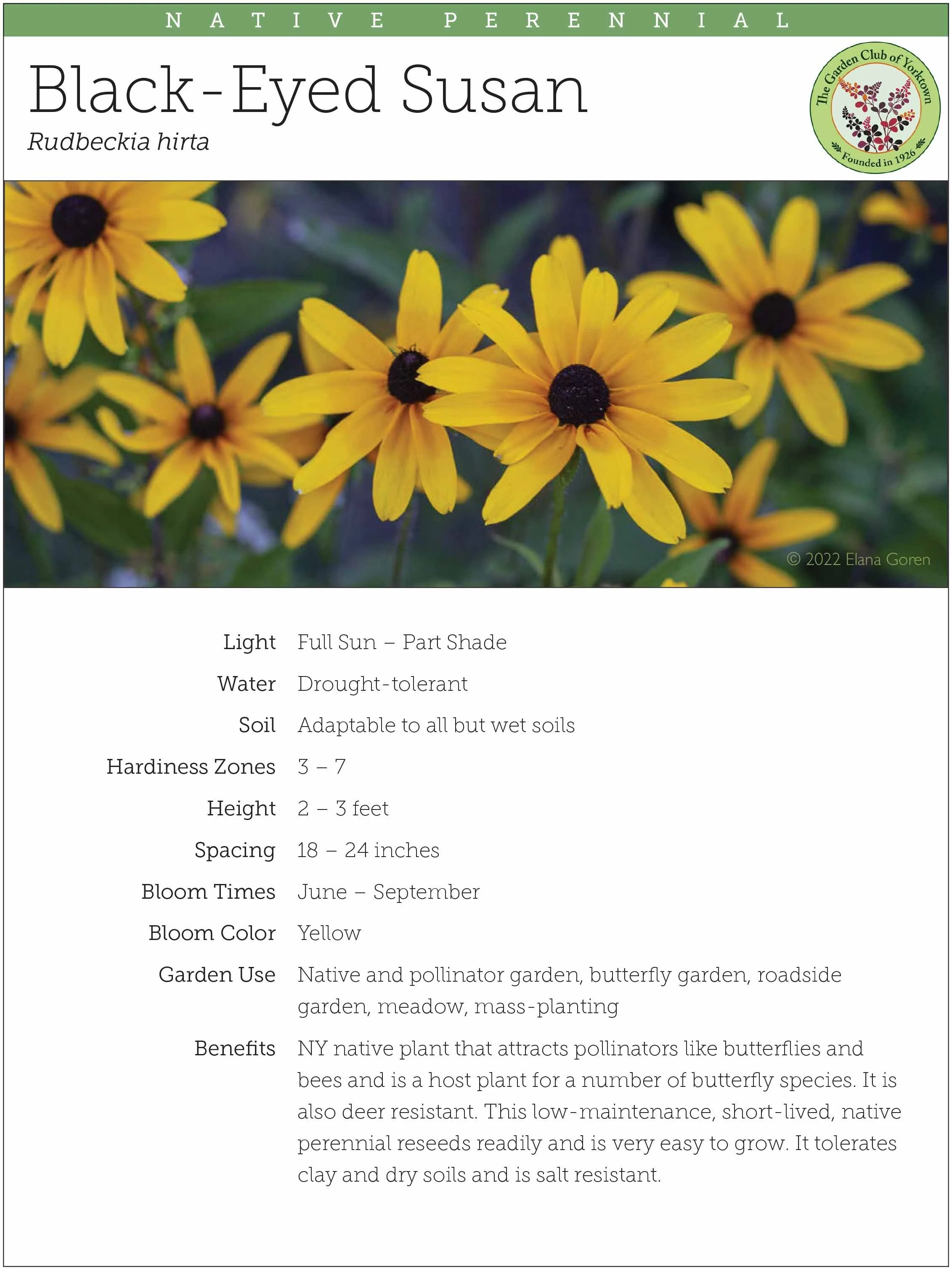 Rudbeckia fulgida ‘Glitters Like Gold’