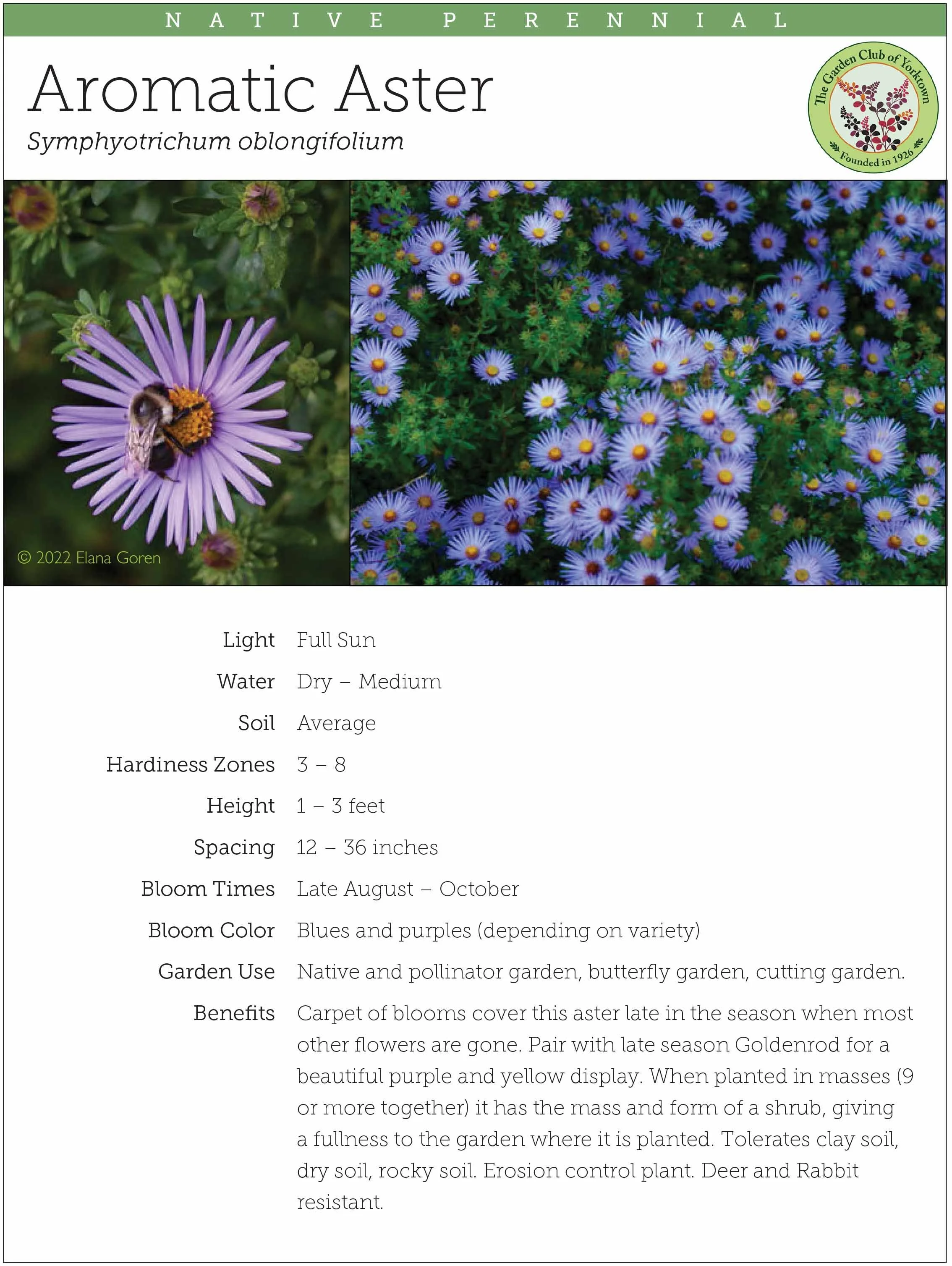 Symphyotrichum oblongifolium