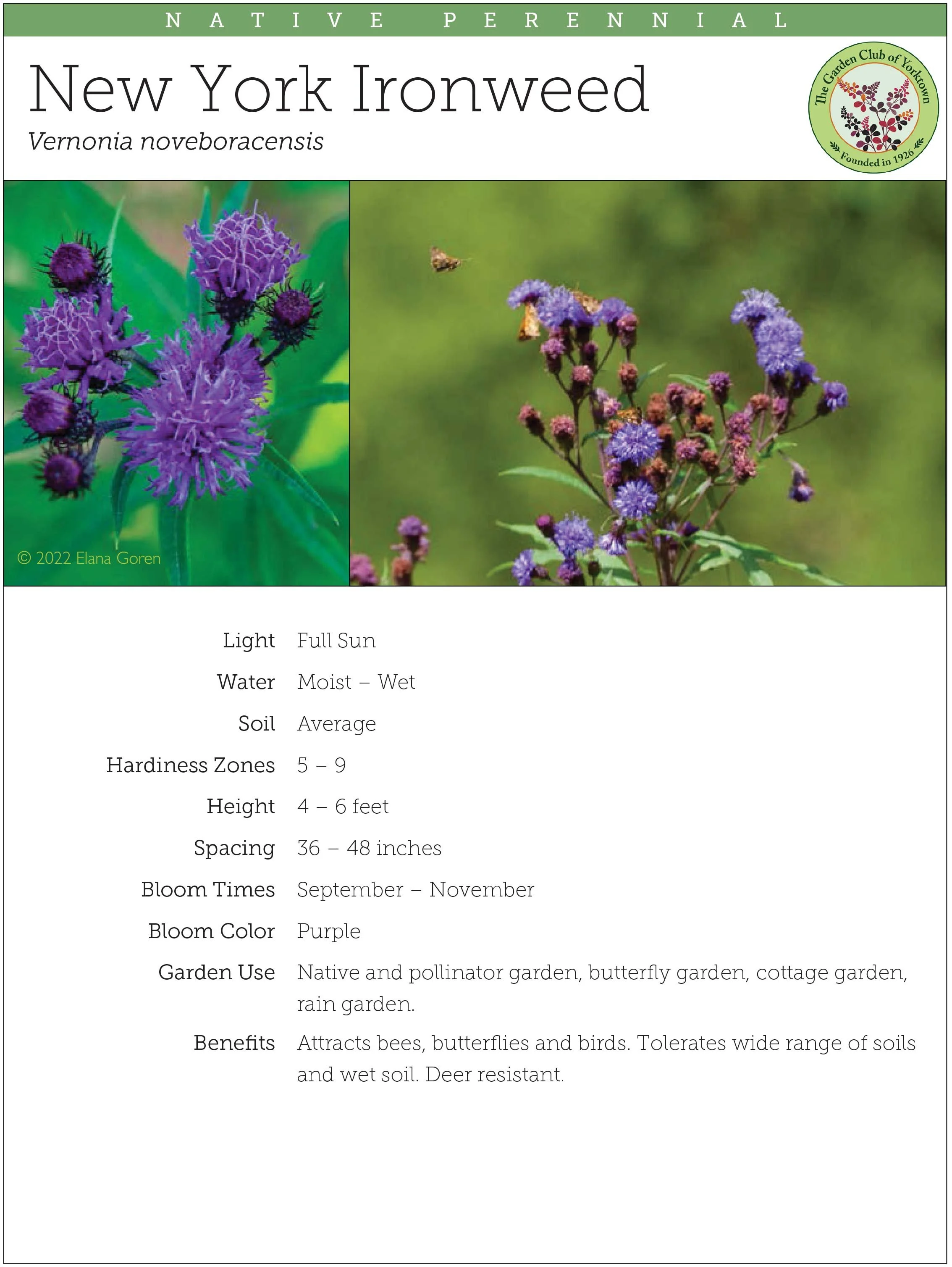 Vernonia noveboracensis