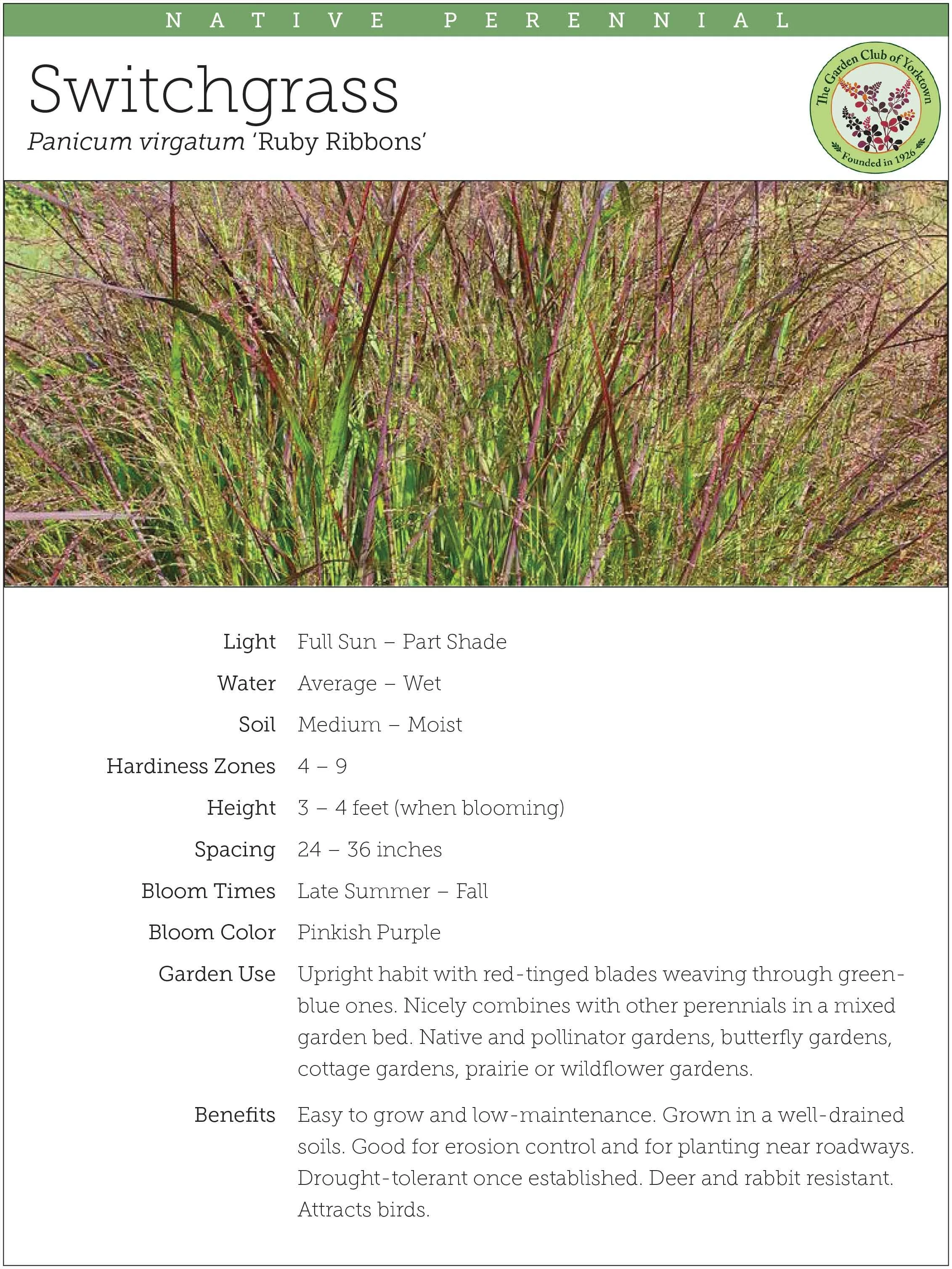 Panicum virgatum ‘Ruby Ribbons’