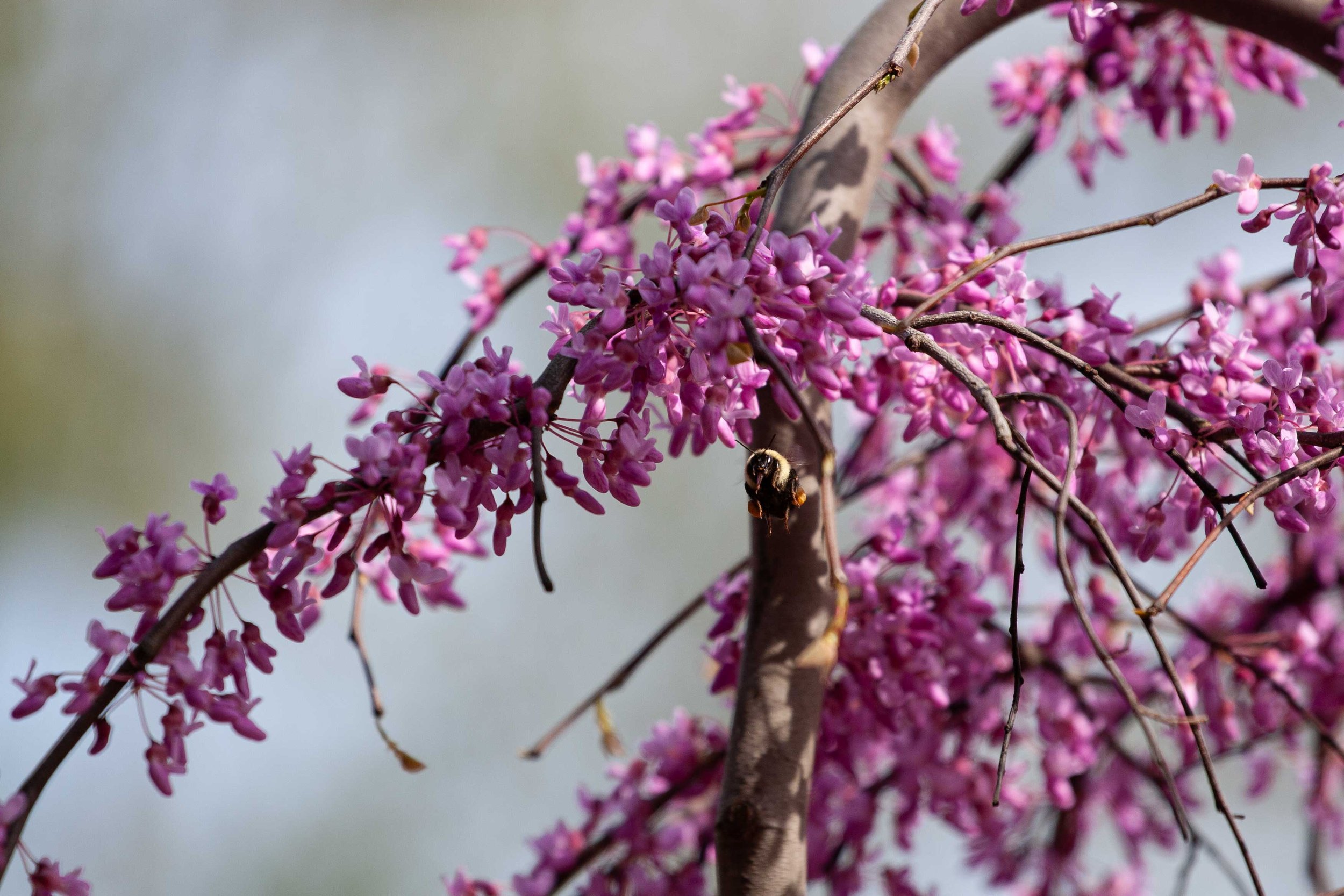 Redbud_bloomLR.jpg