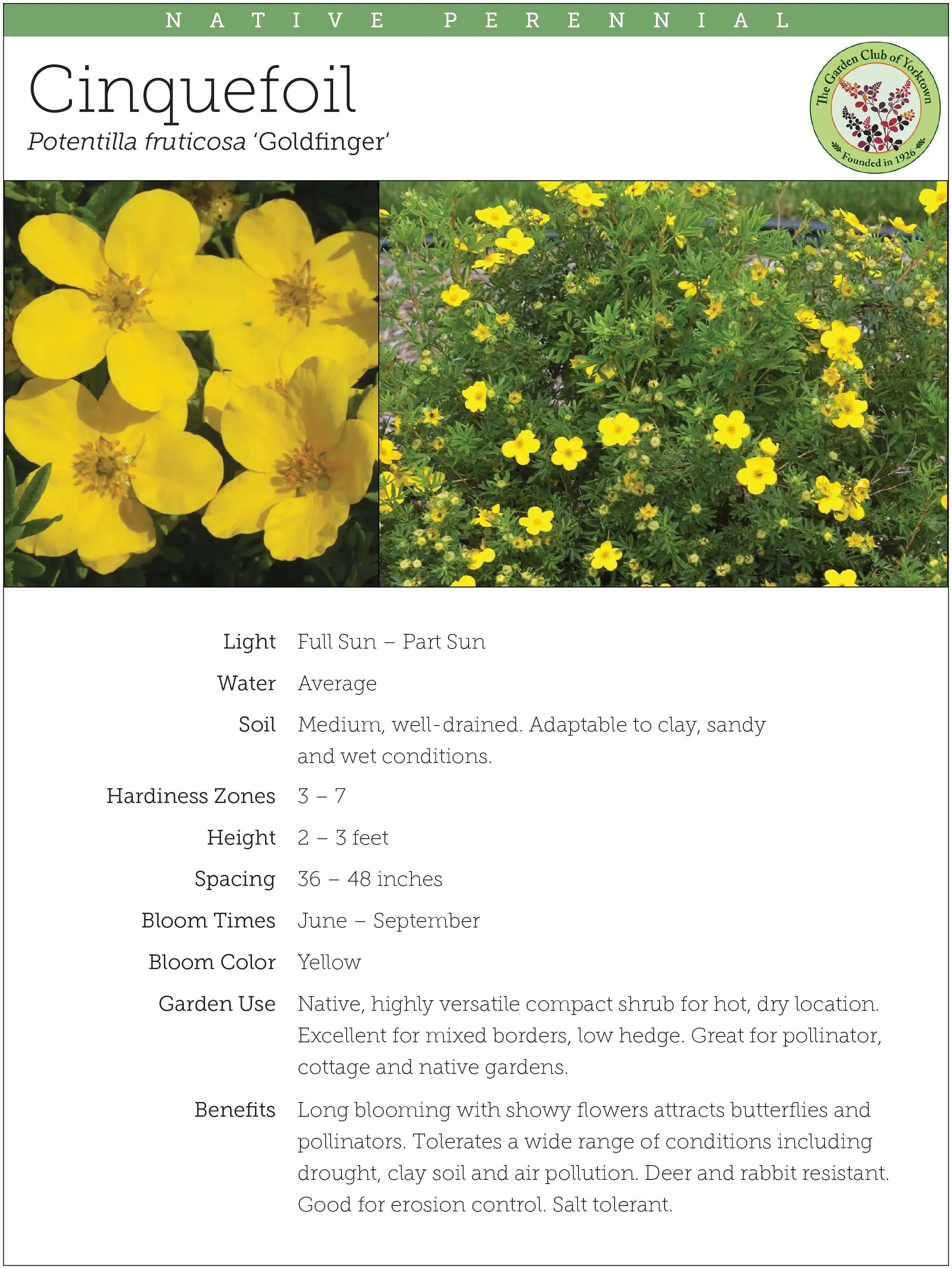 Cinquefoil