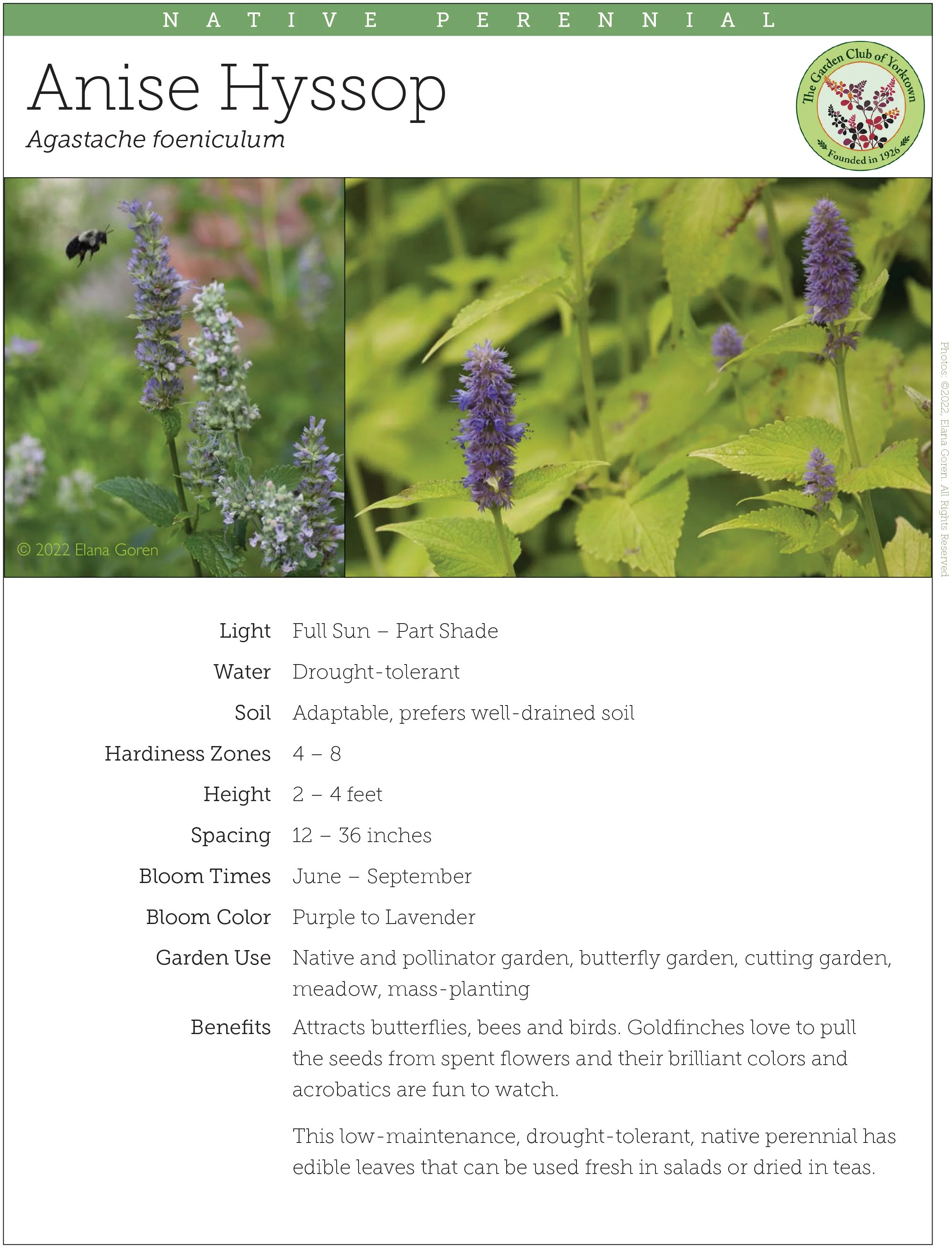 Anise Hyssop