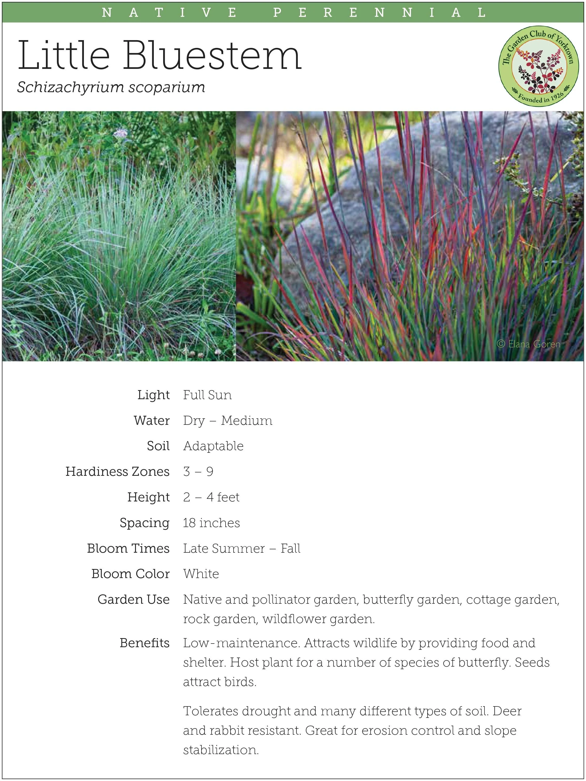 Little Bluestem