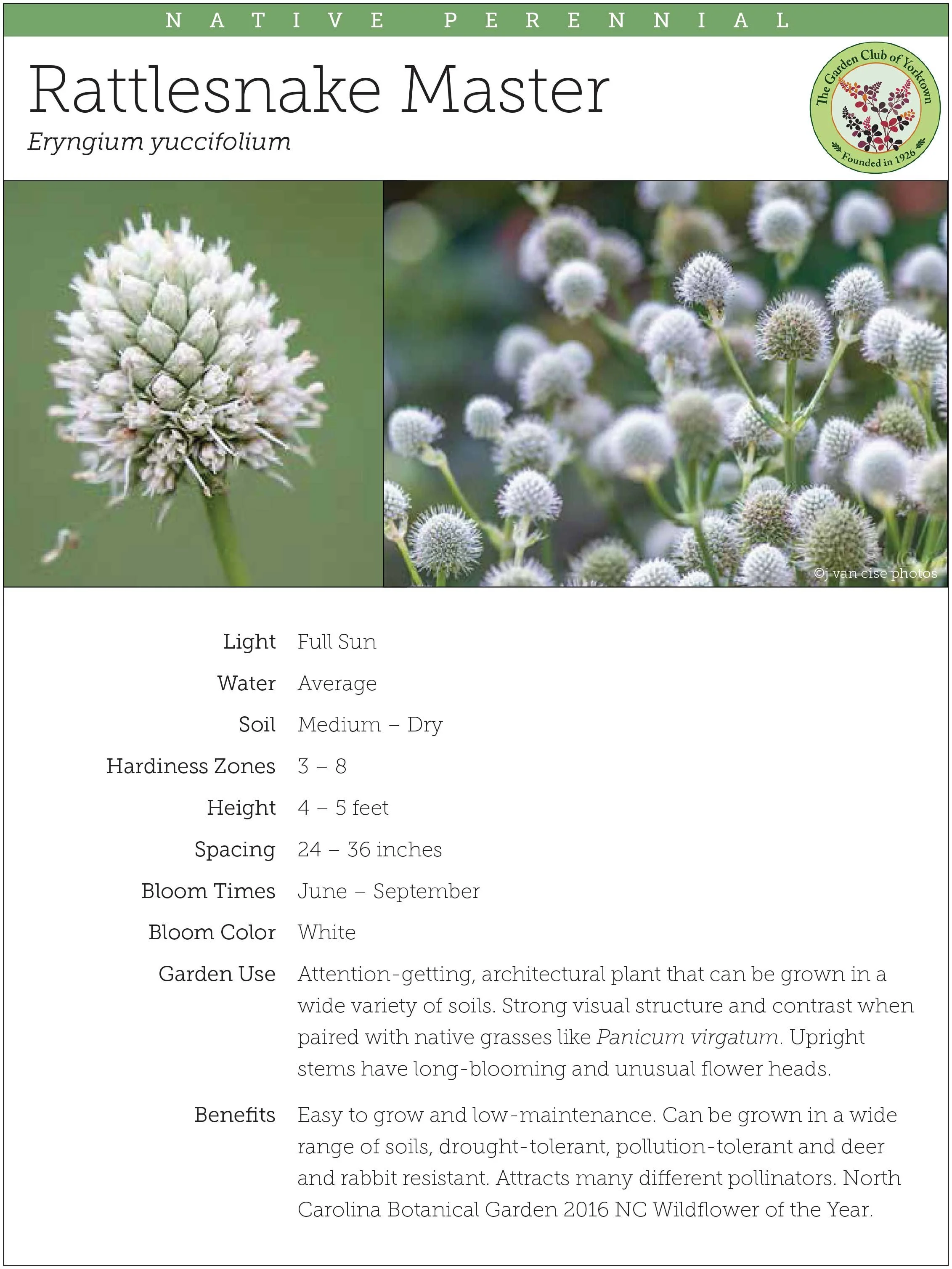Rattlesnake Master