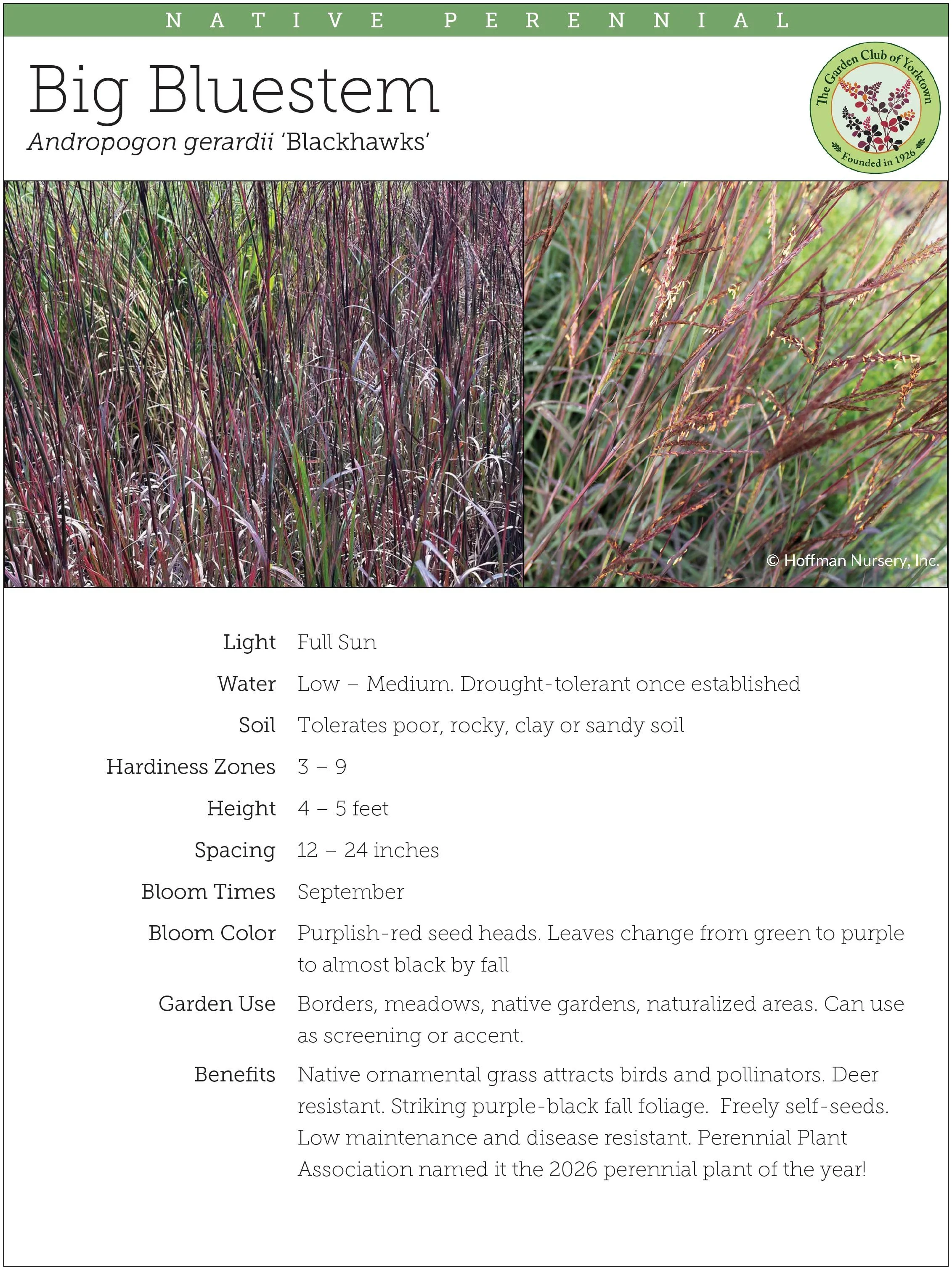 Big Bluestem 