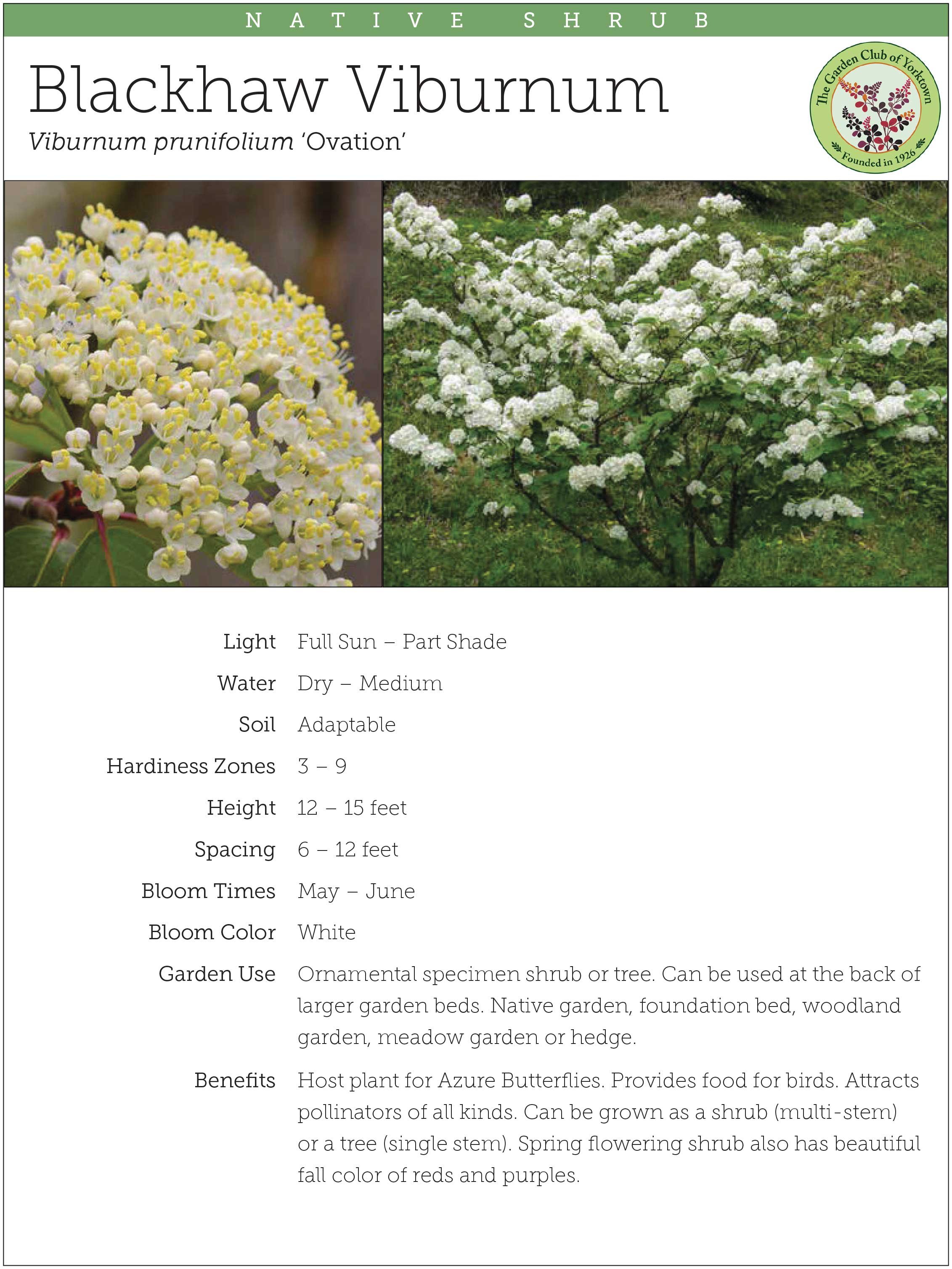 Blackhaw Viburnum