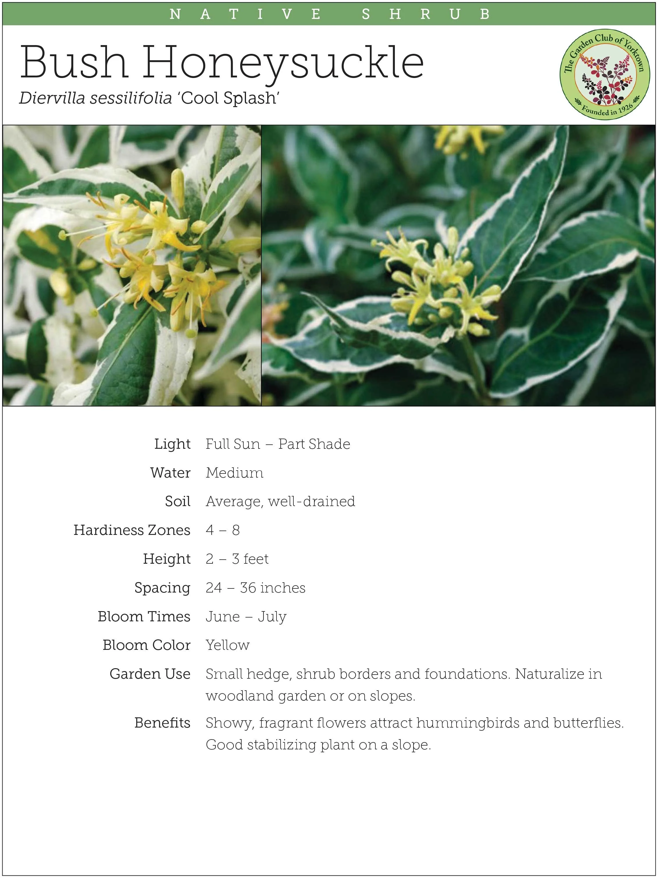 Bush Honeysuckle