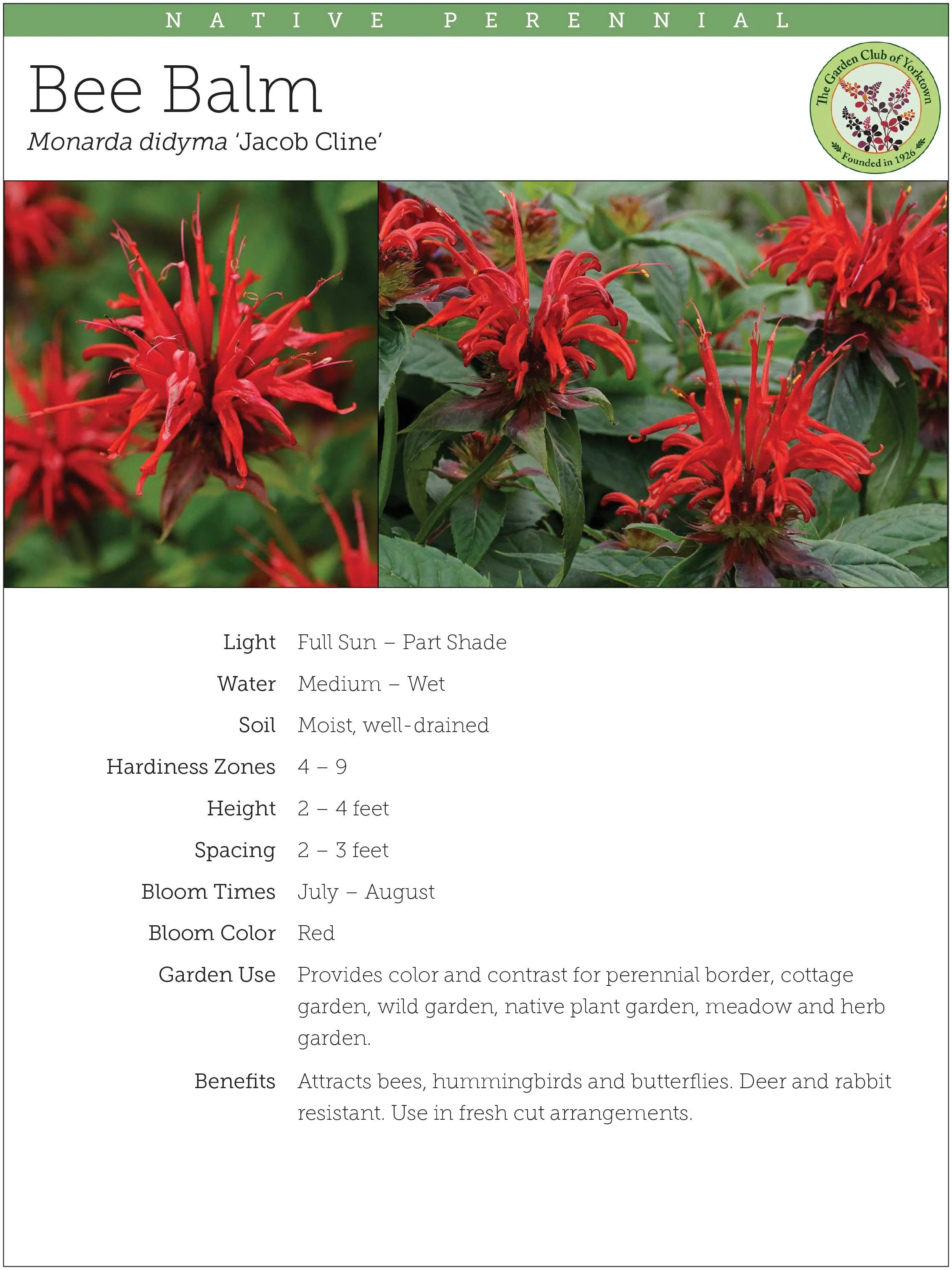 Bee Balm