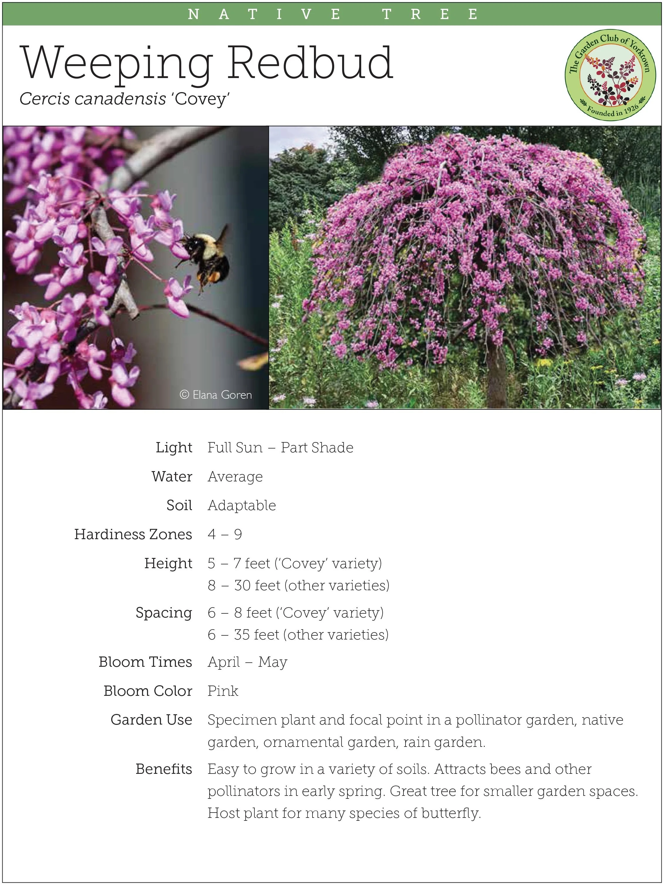 Weeping Redbud