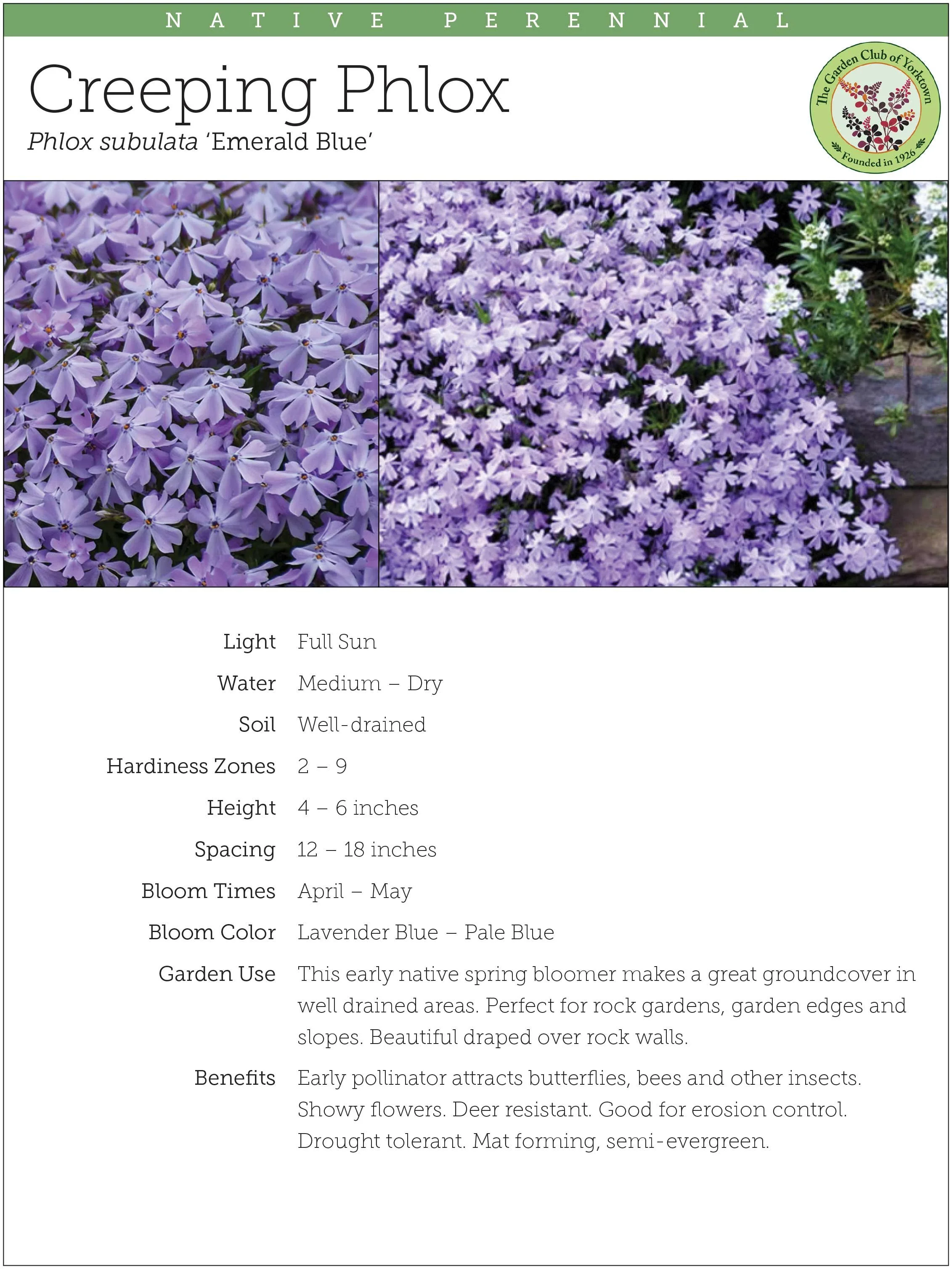 Creeping Phlox 
