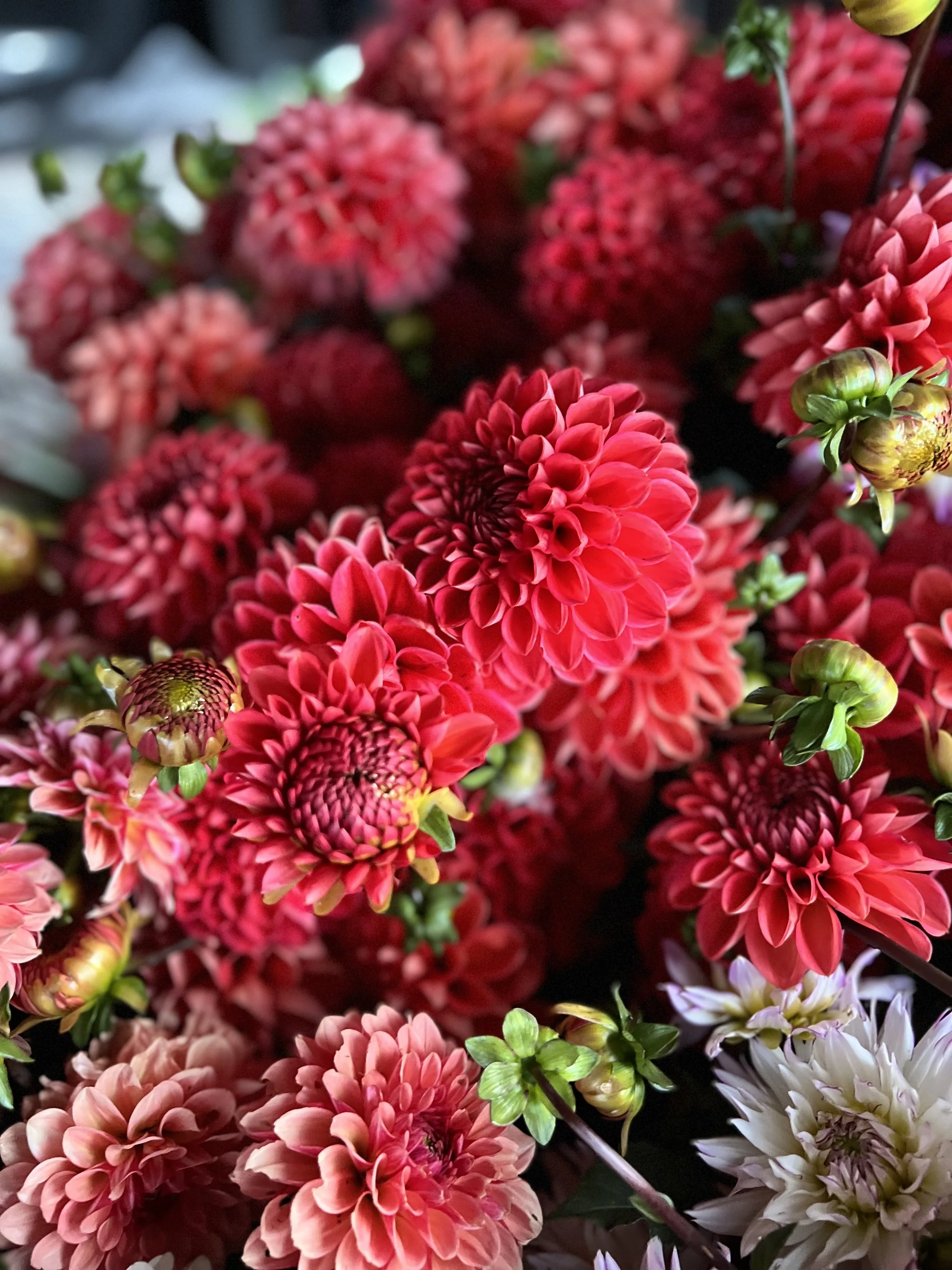 Get Gardening Tips — JARN Co. Flowers Flower Delivery in Everett