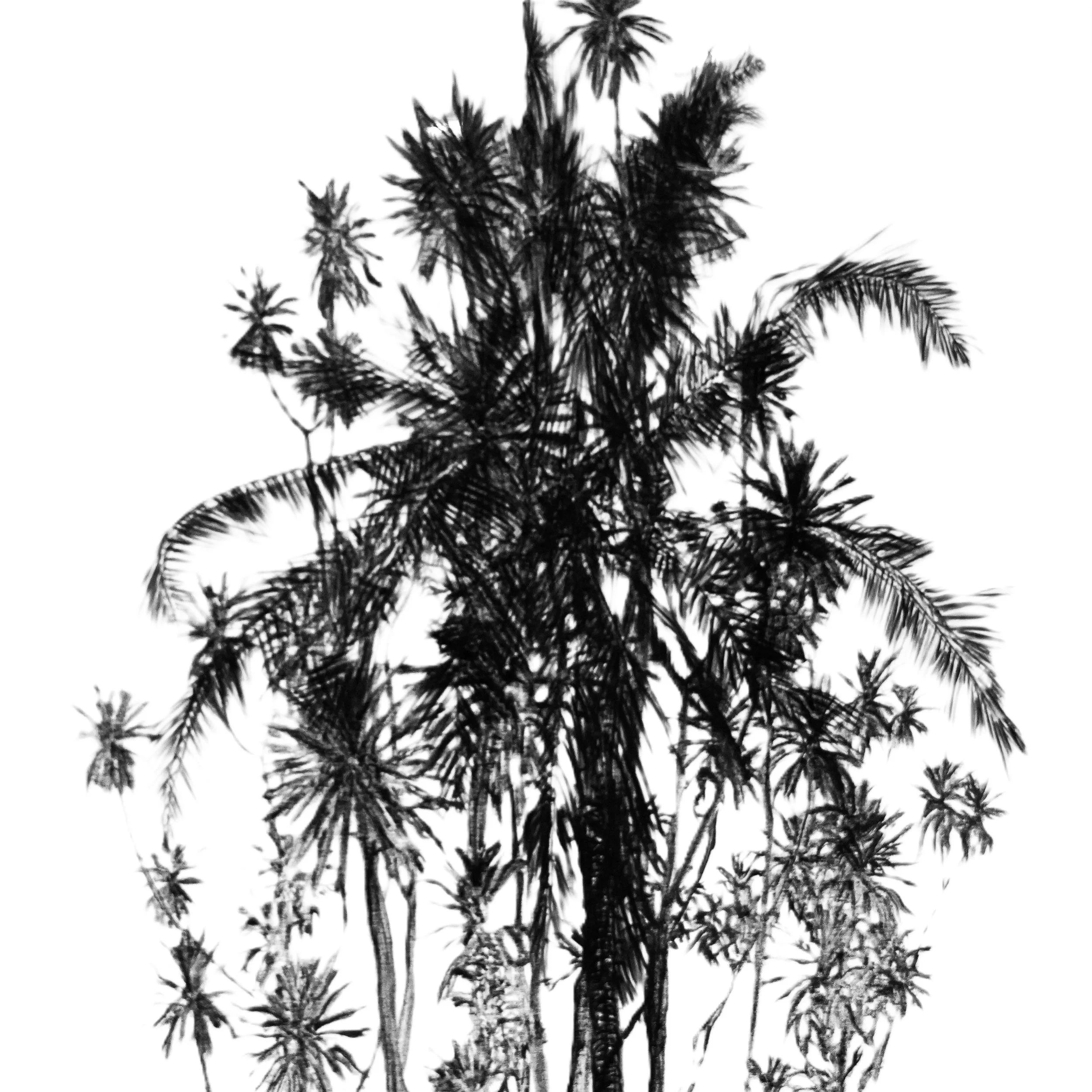 The dance of the palm trees by the roadside