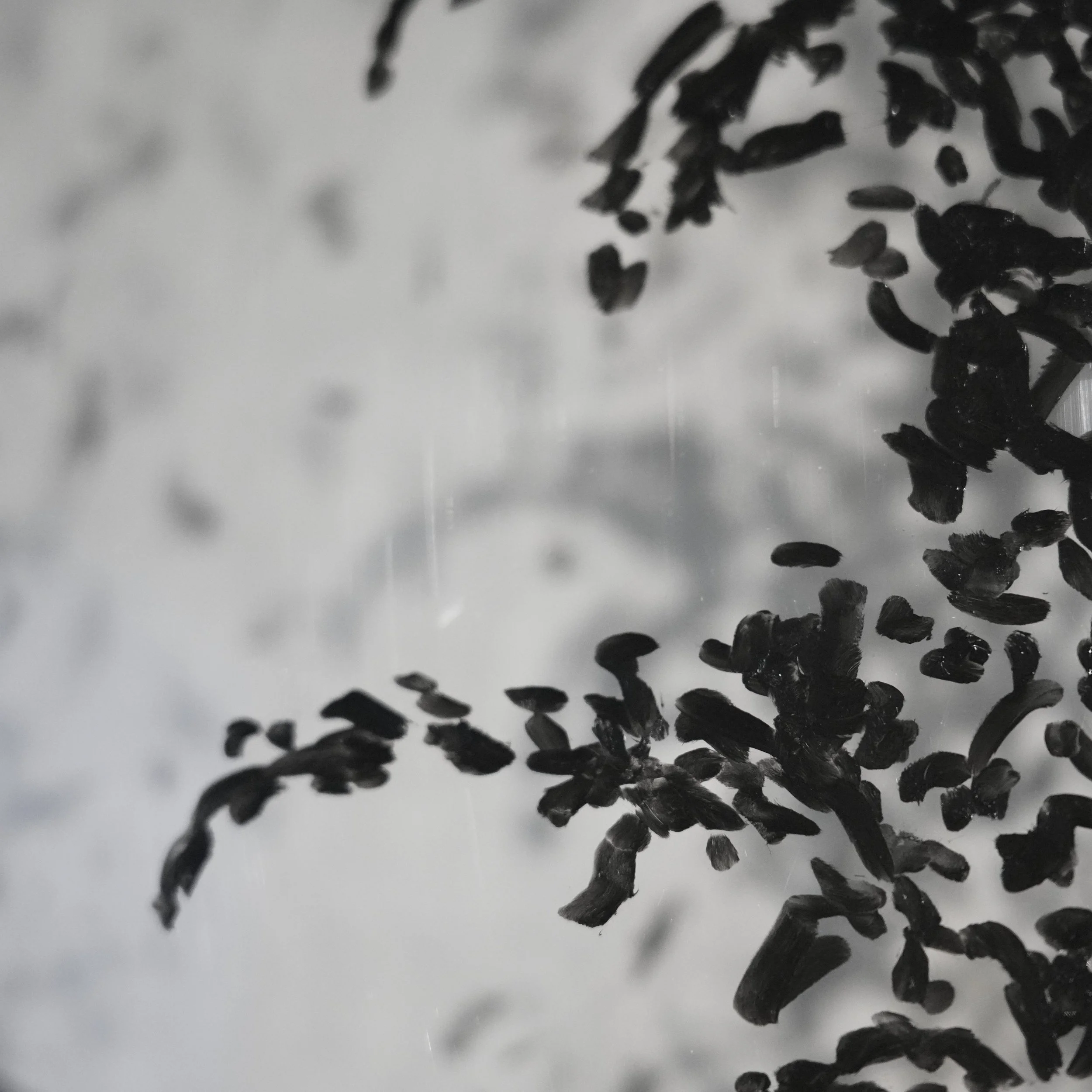 _DSC5791 carré .JPG