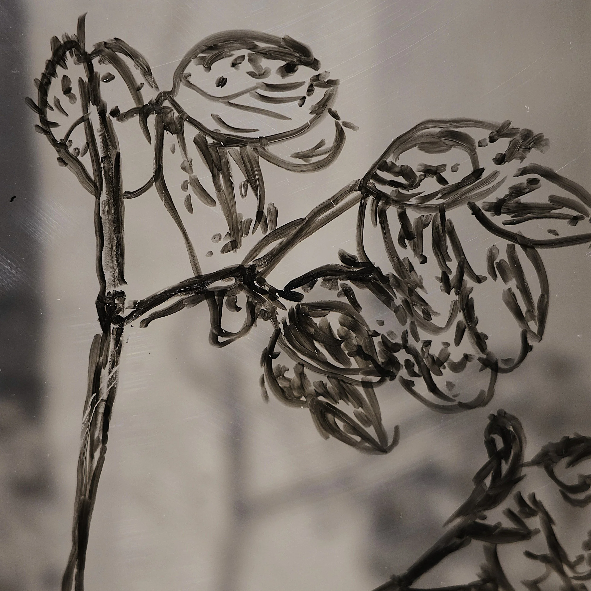 _DSC5701 + modified carré .JPG