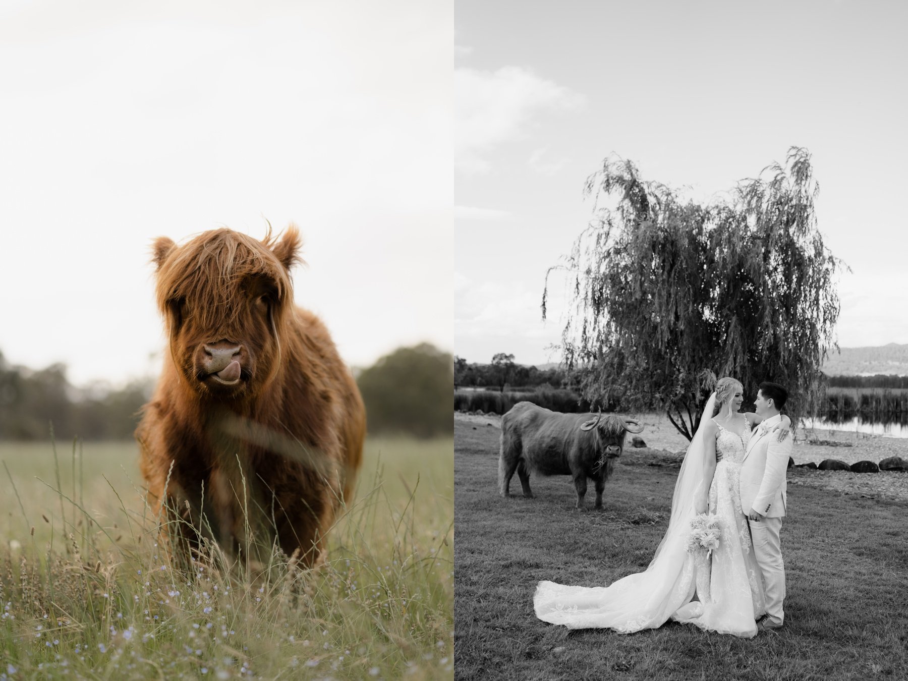 Wedding couple with highland cows at Adams Peak Country Estate