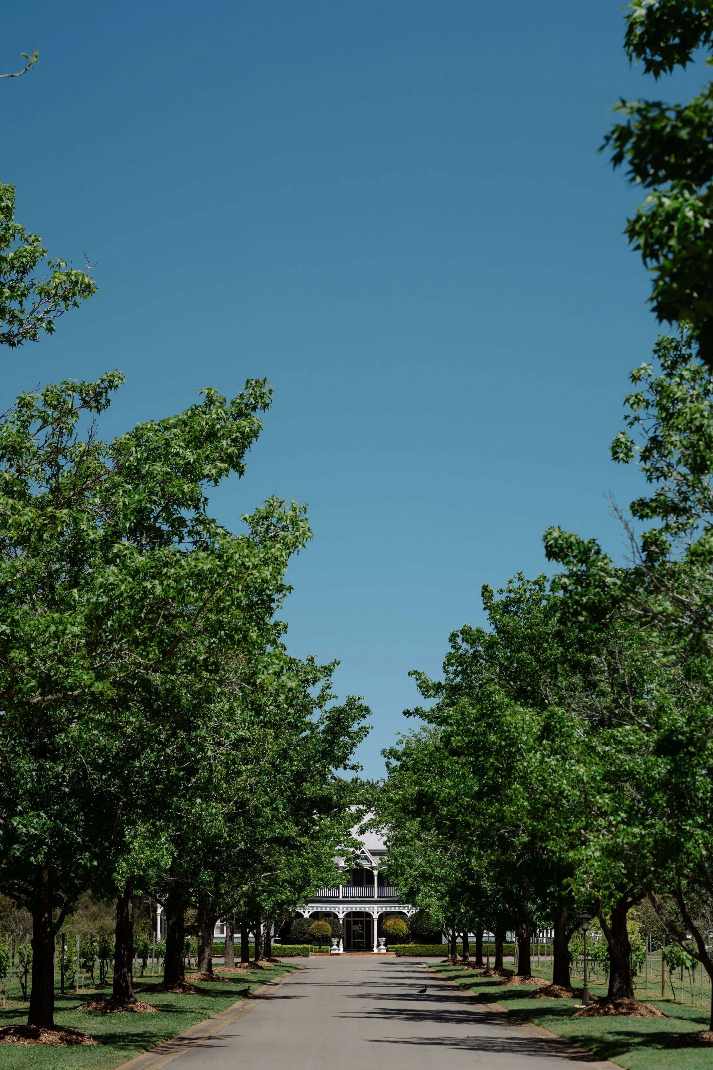 Summers day at Circa 1876 tree lined driveway
