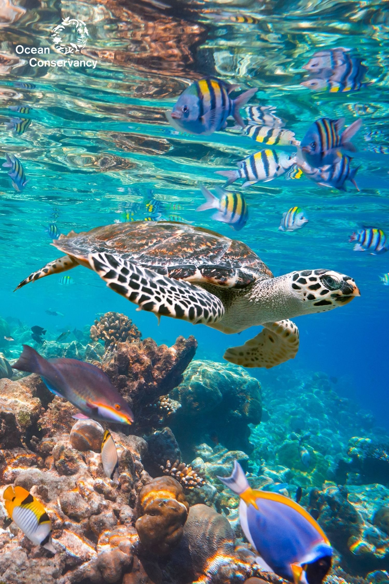7 Ocean Songs for Kids.jpg