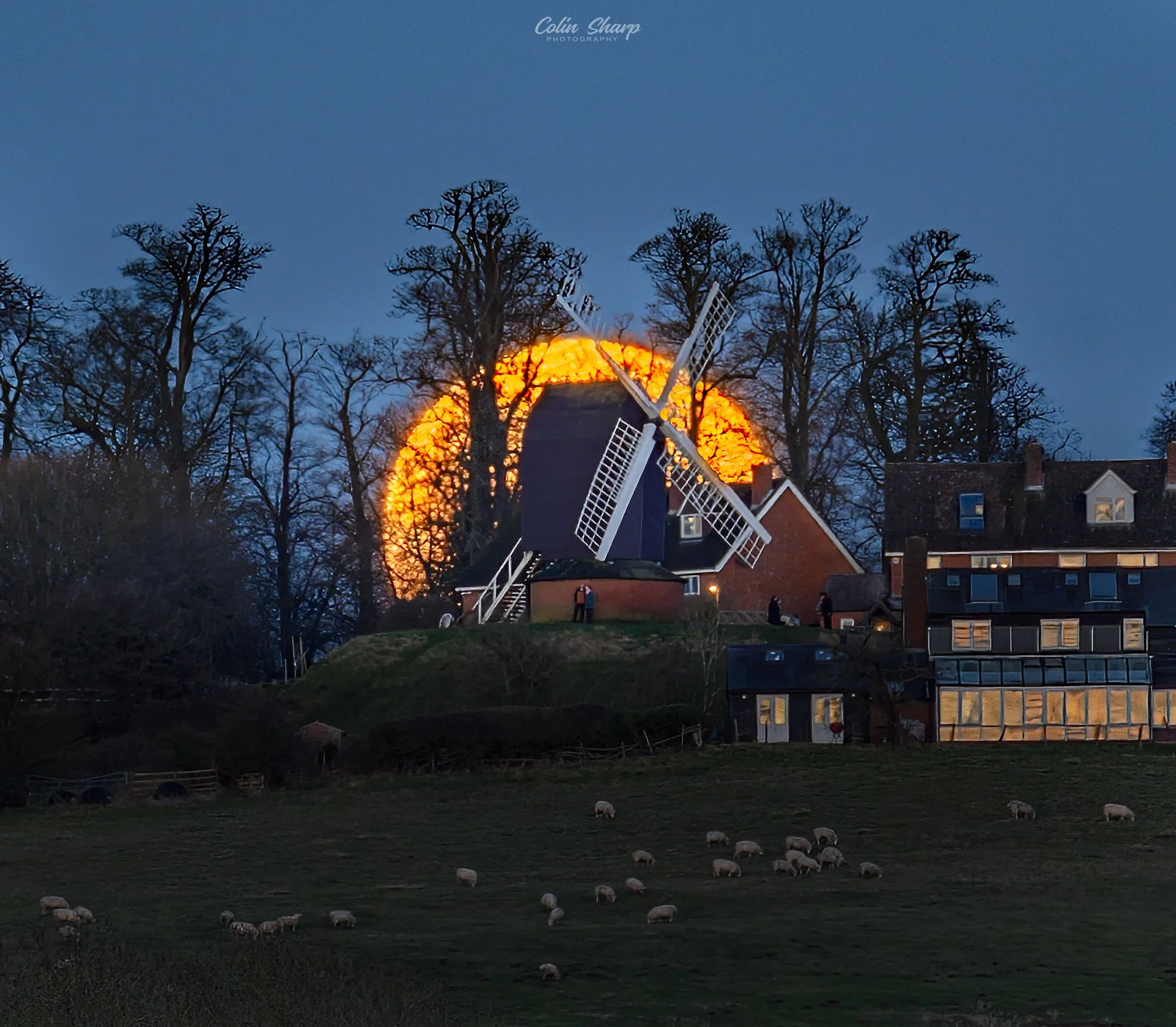 Brill windmill on a hill with the Snow moon rising behind it with trees in the background, sheep grazing in a field in the foreground.