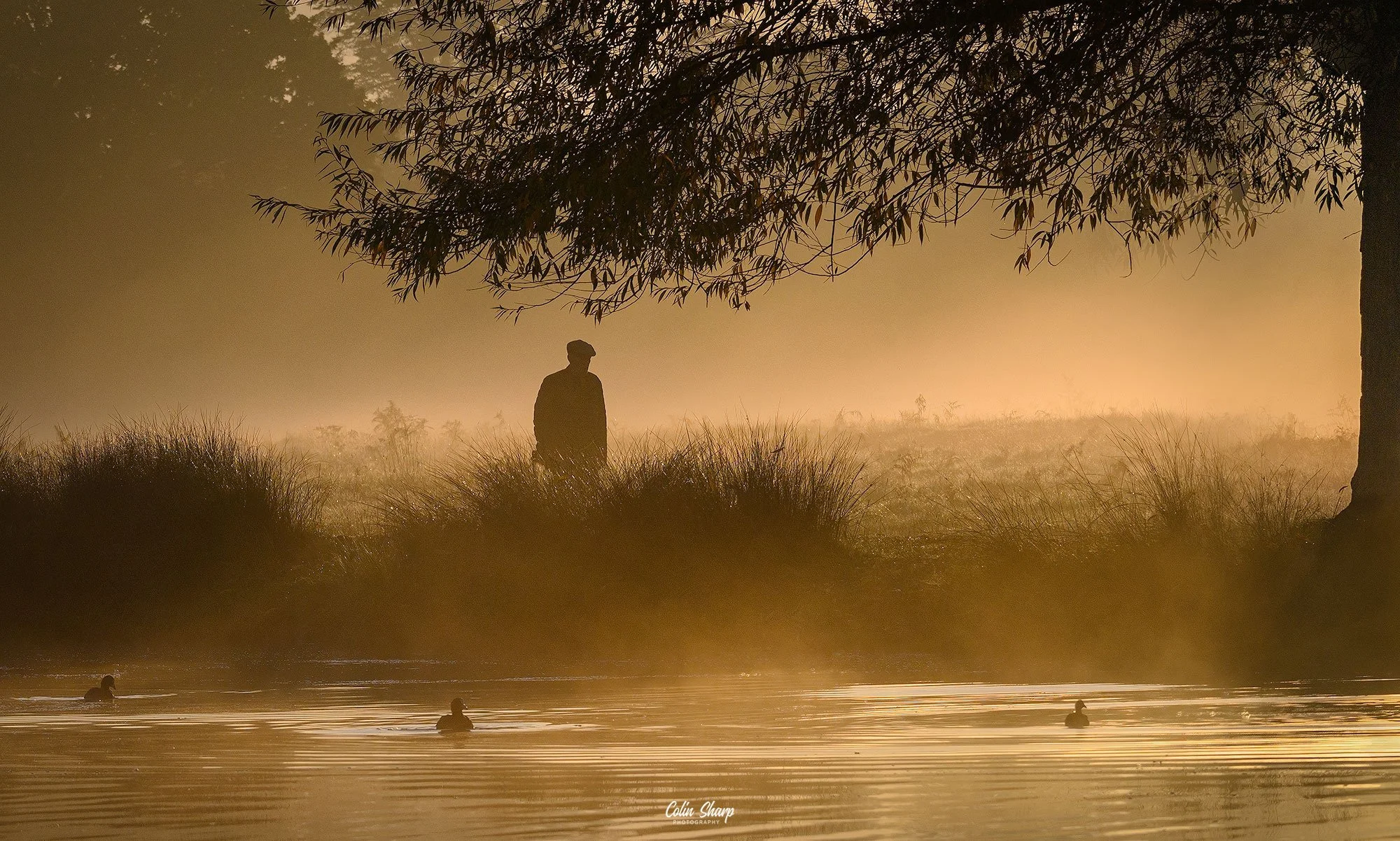 Old-Man,-Bushy-Park-With-Trunk.jpg