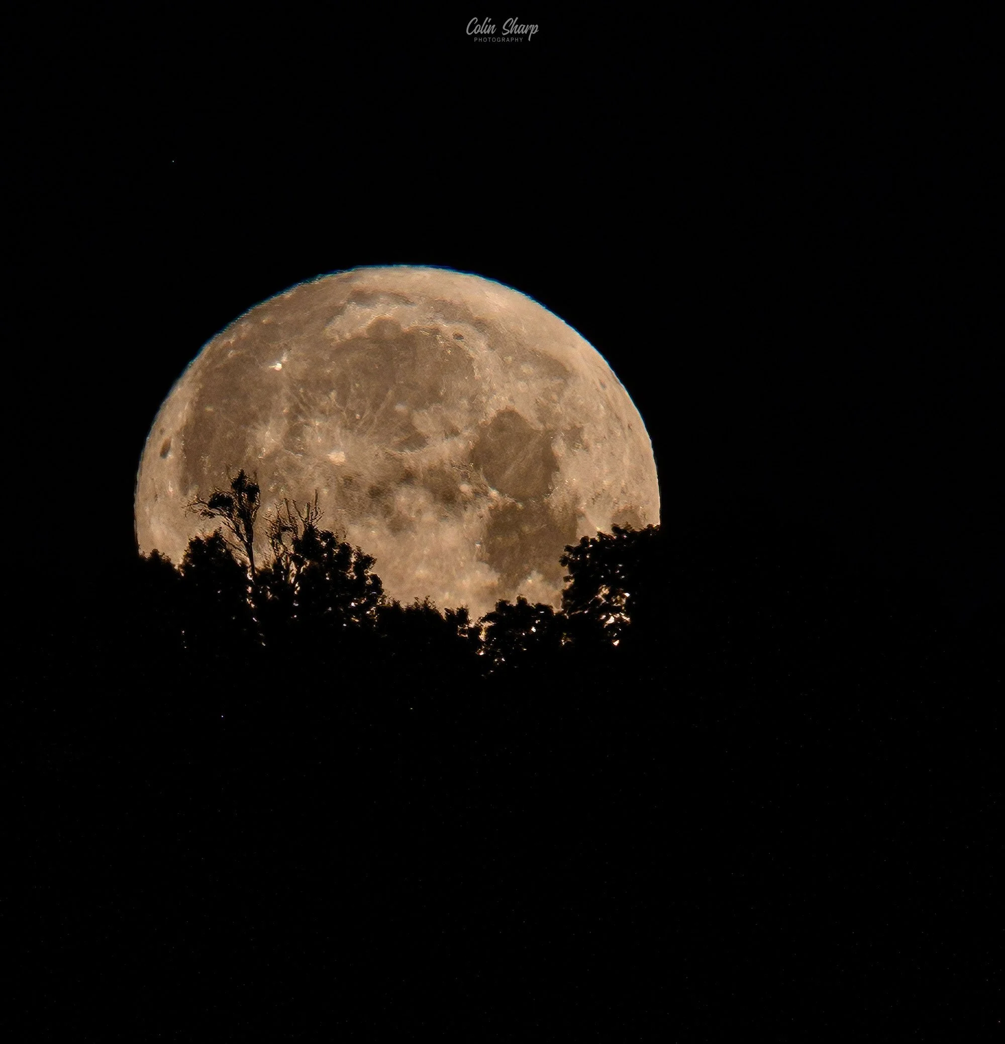 A close-up view of the full moon setting over a silhouette of trees at night.