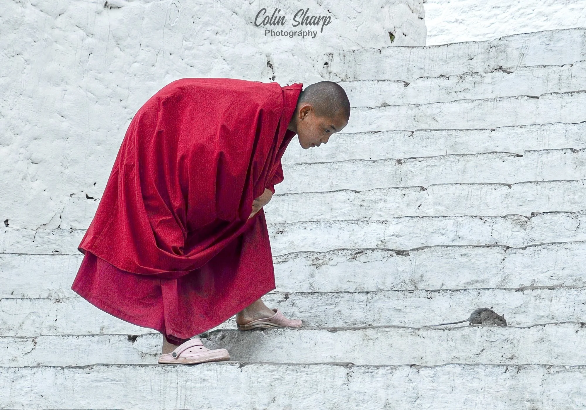 Monk smells a rat, Nov 2013